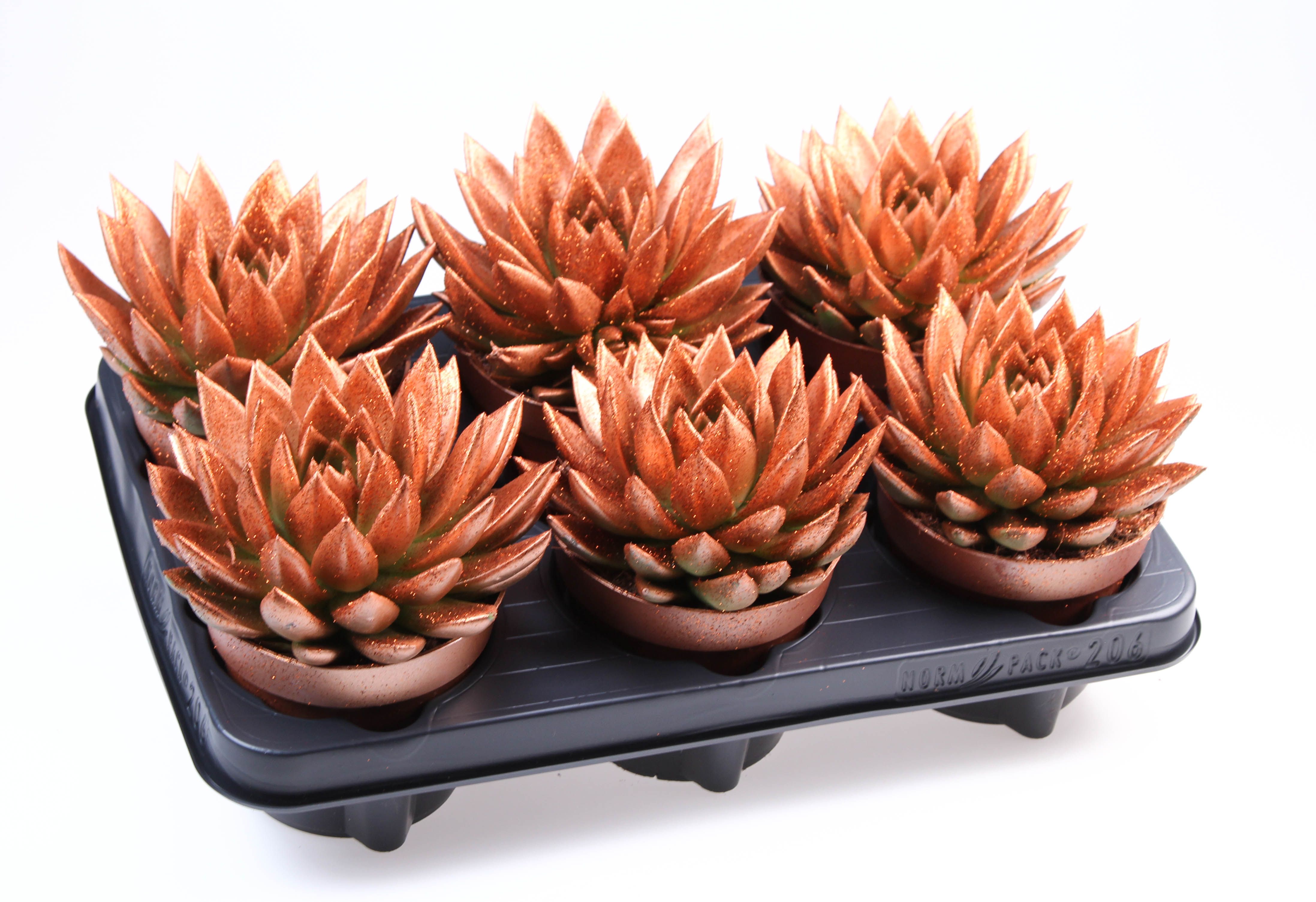 Miranda brons + bio glitter, D 12