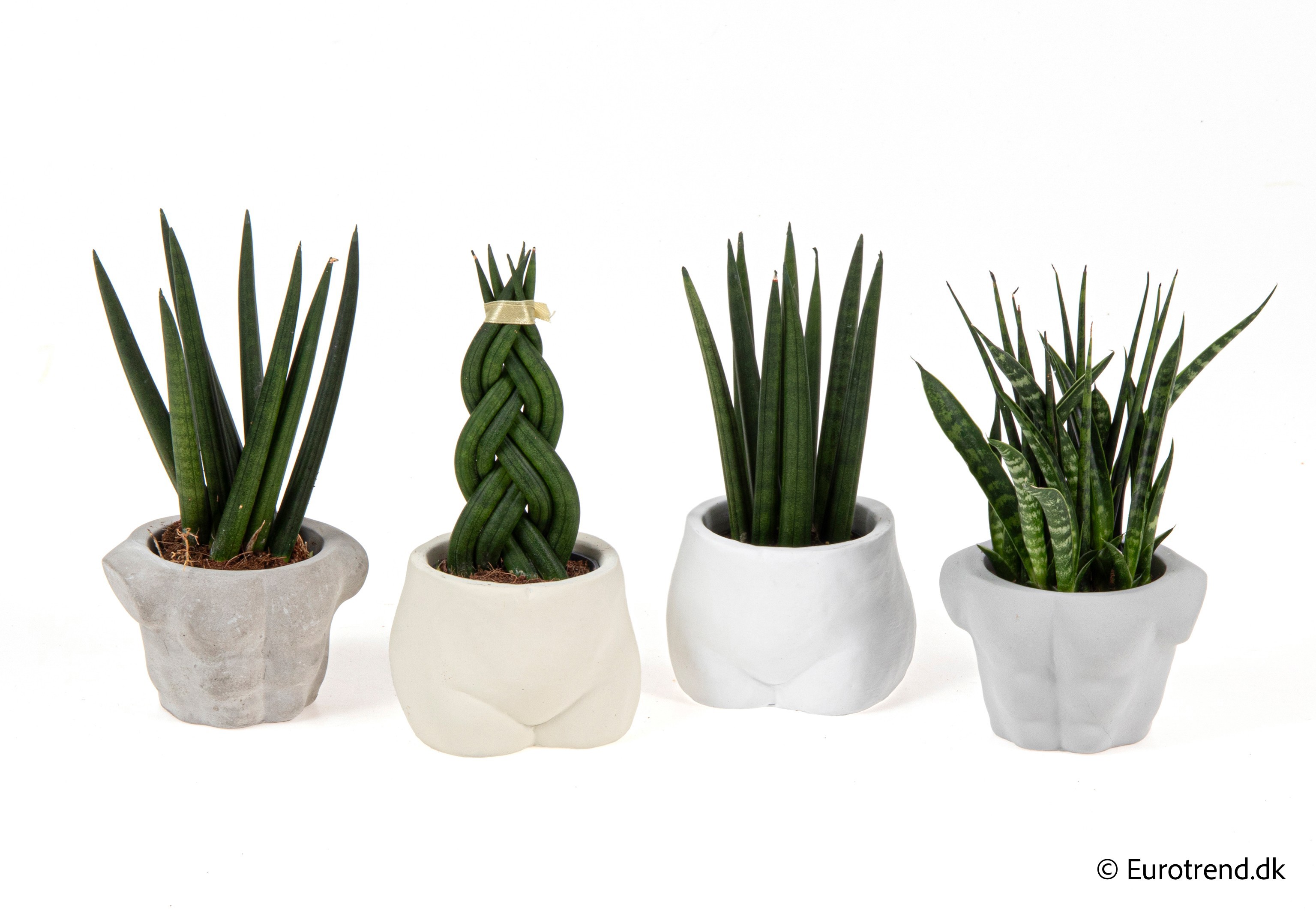Sanseveria mix in New Look ceramic 2026, D 6