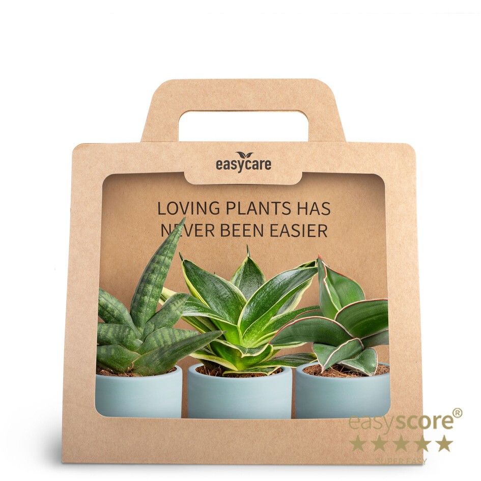 3-Pack Woodbase Sky Blue, D 7