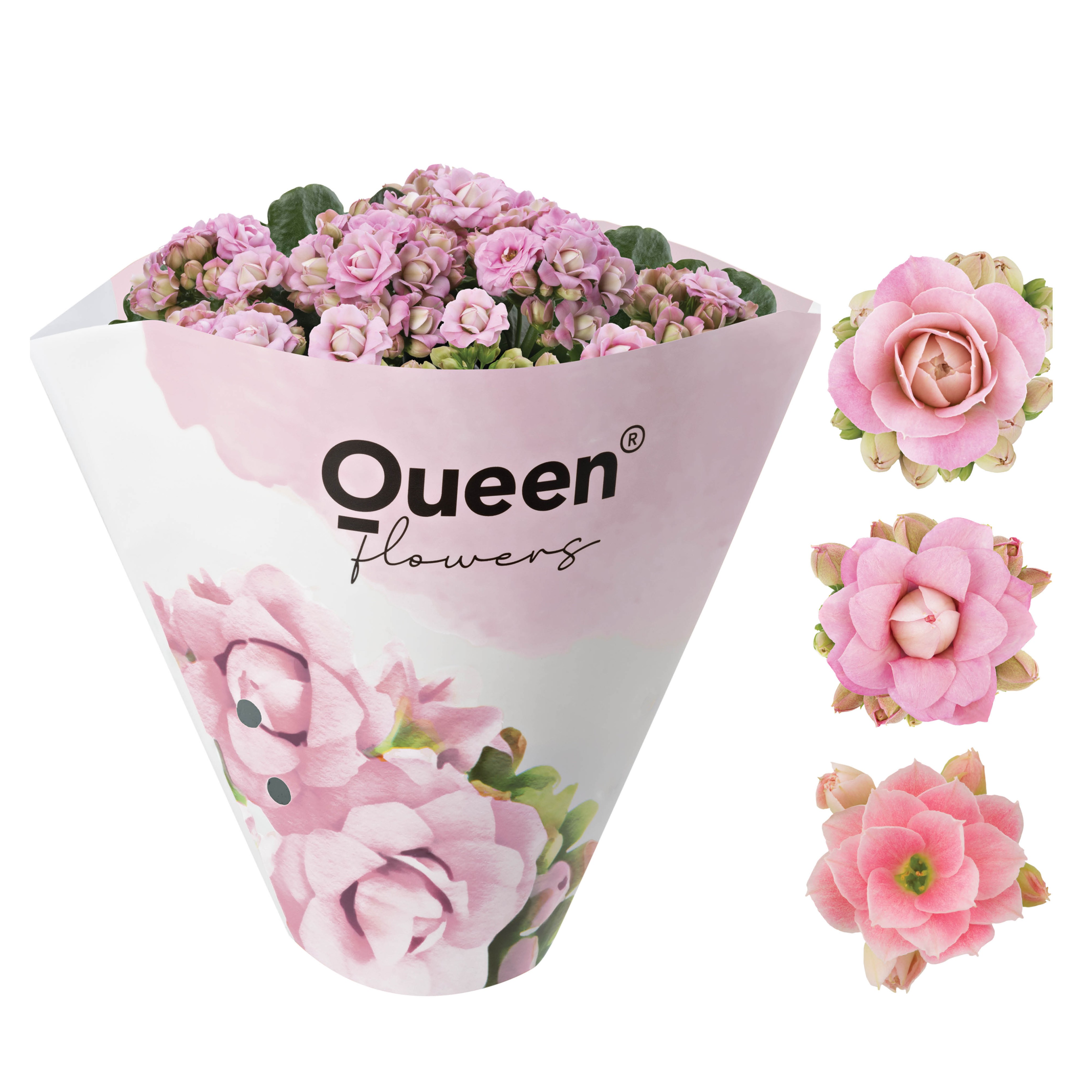 KALANCHOE ARTS-HYBRID 'ROSA ROSE FLOWER', D 11