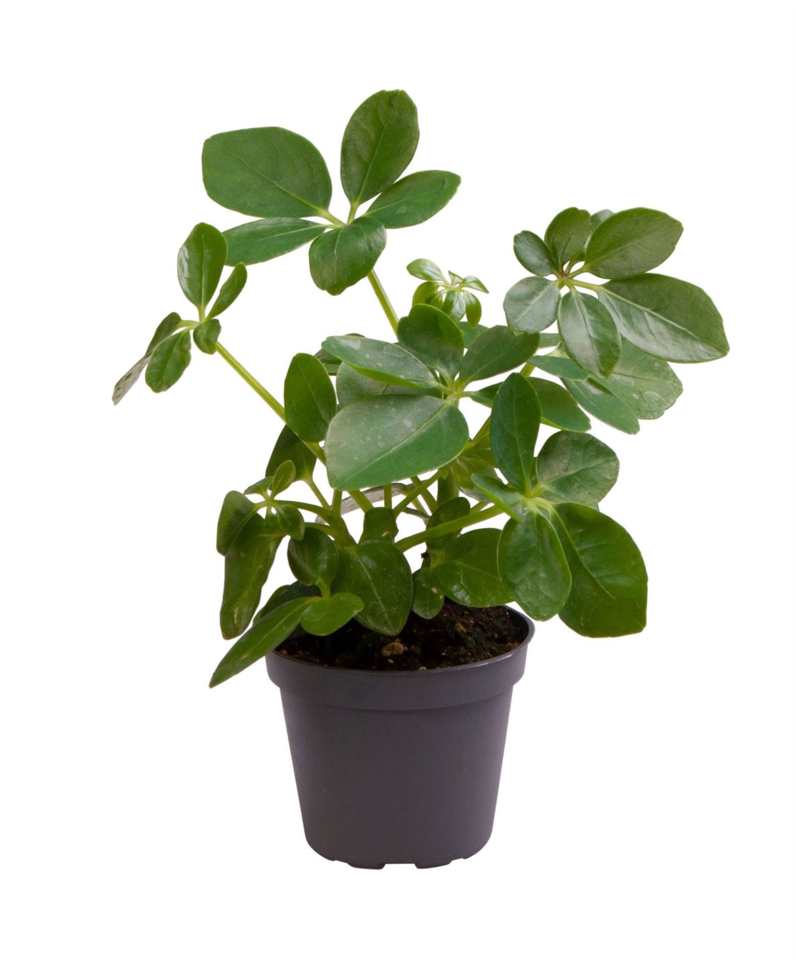 Schefflera Arboricola, D 6