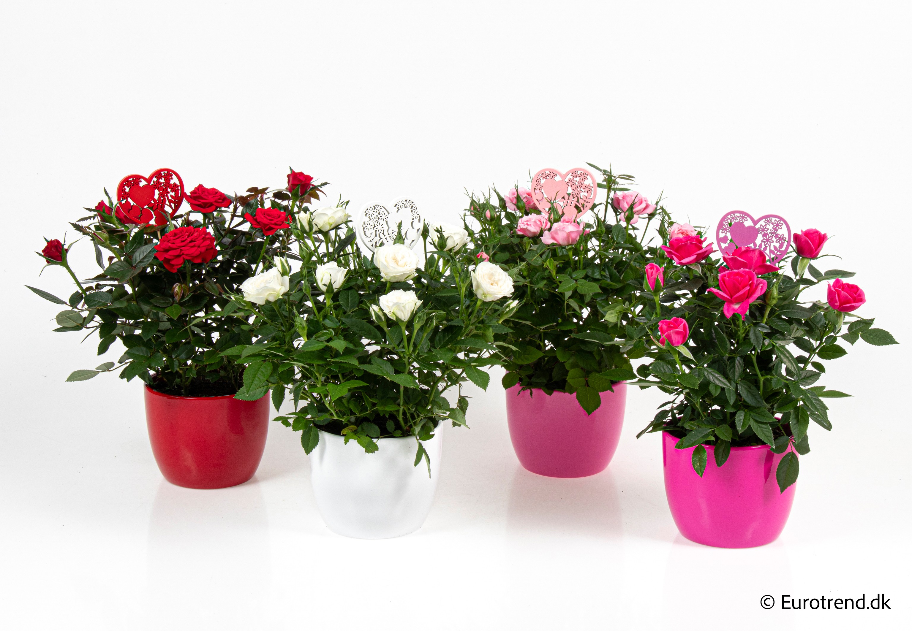 Roses in Valentine ceramic 2026, D 10,5