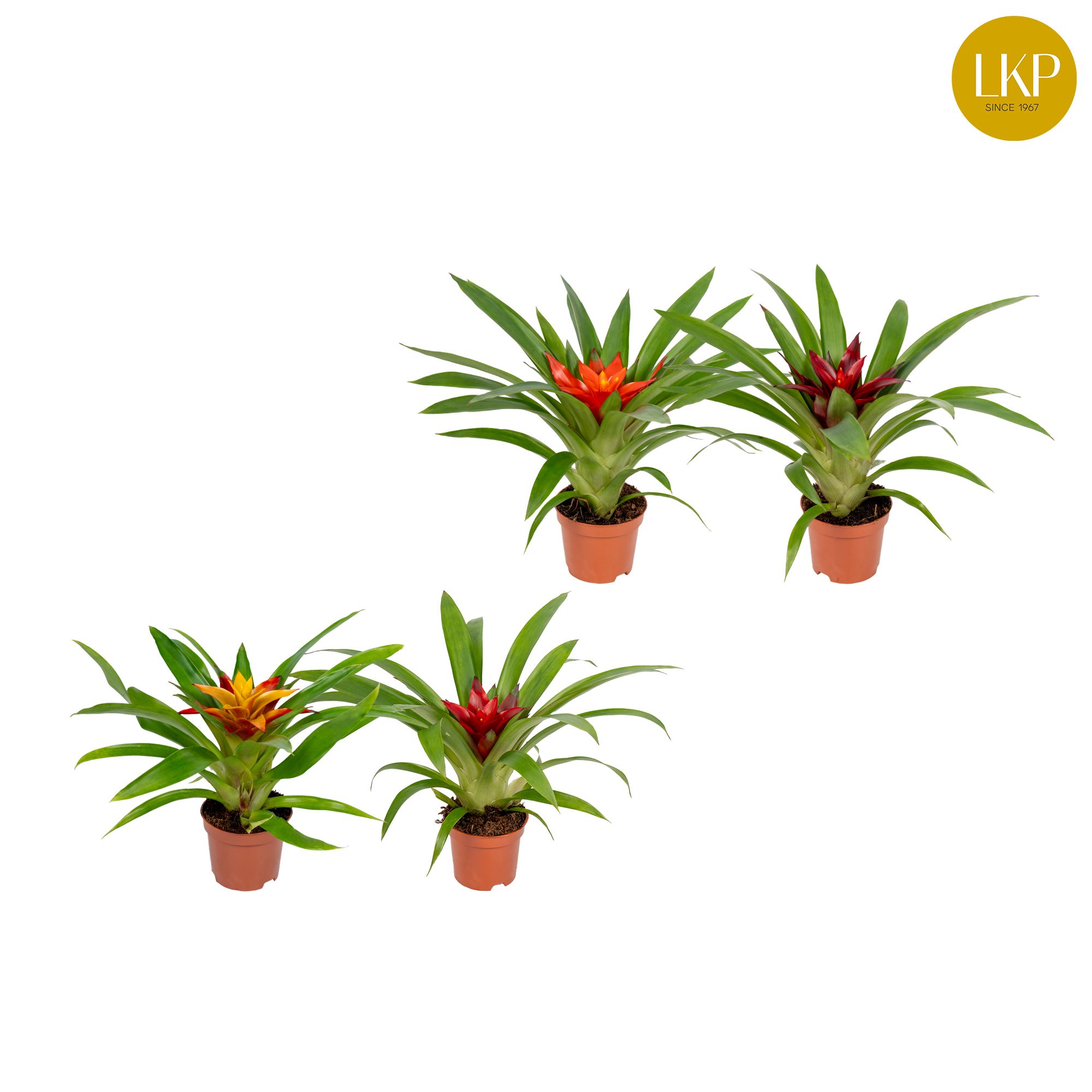 Guzmania Compact Gemengd (Met Hoes), D 9