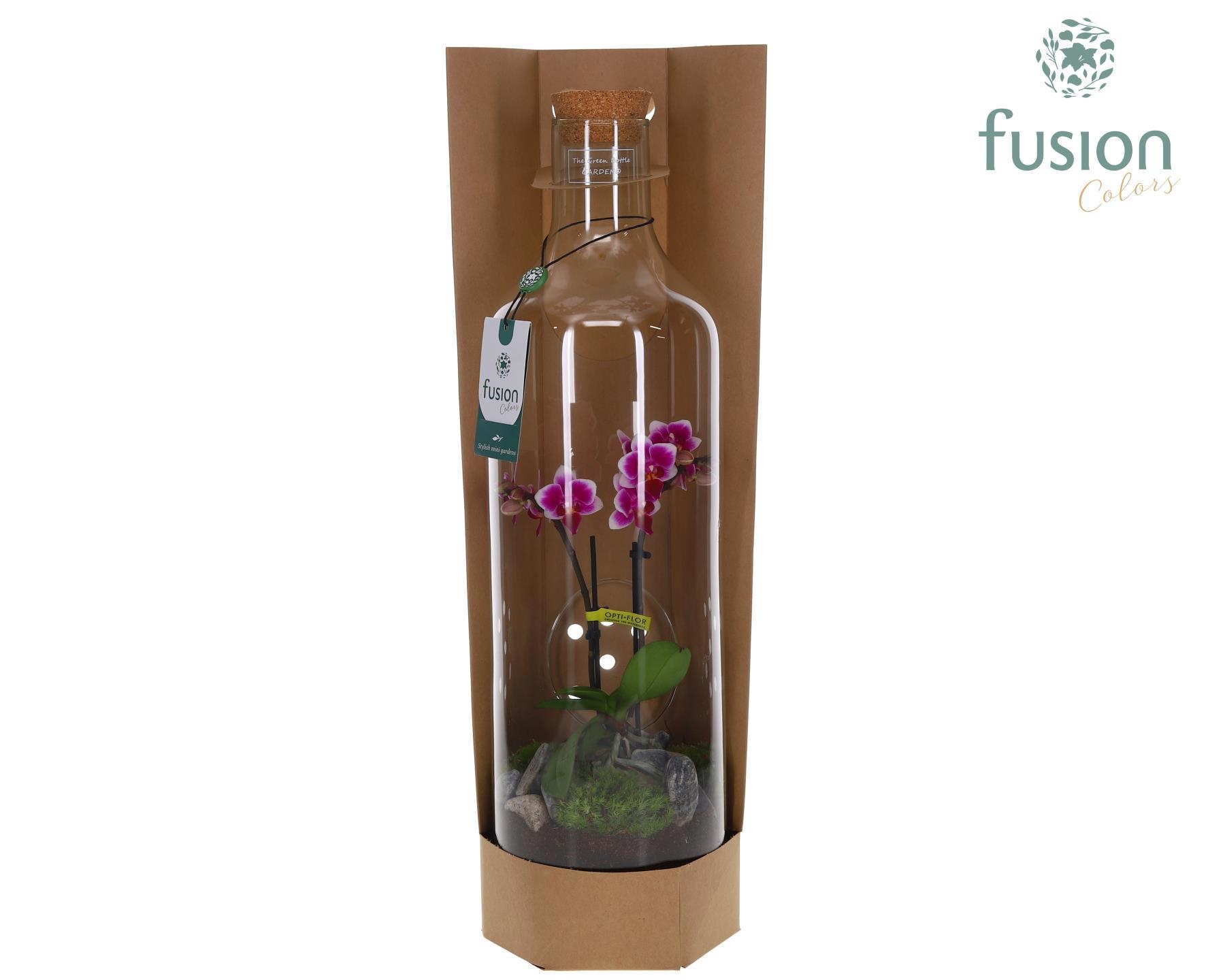 Green Bottle Fles Large met Phalaenopsis, D 15