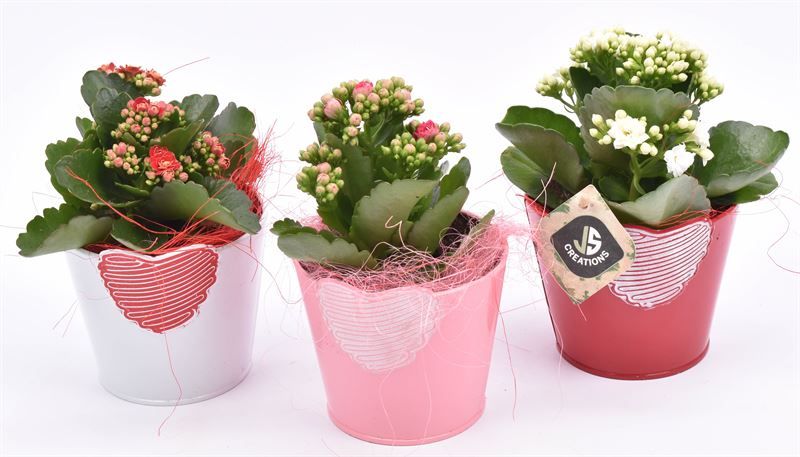 Zink hart mix pot 10cm, D 10