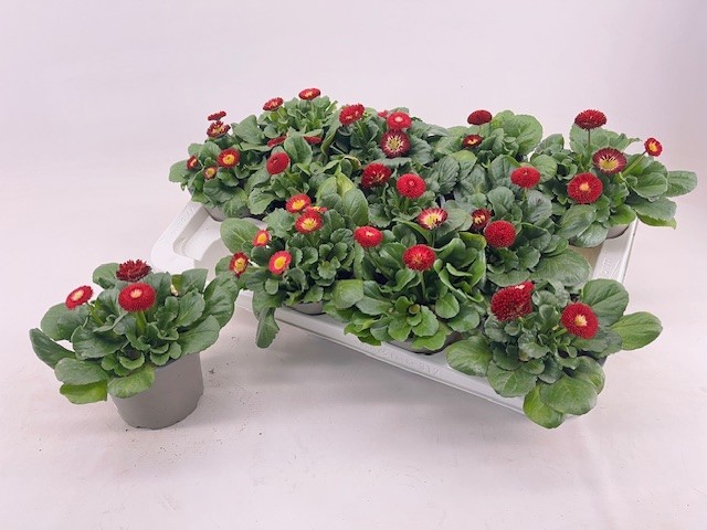 Bellis 12cm, D 12