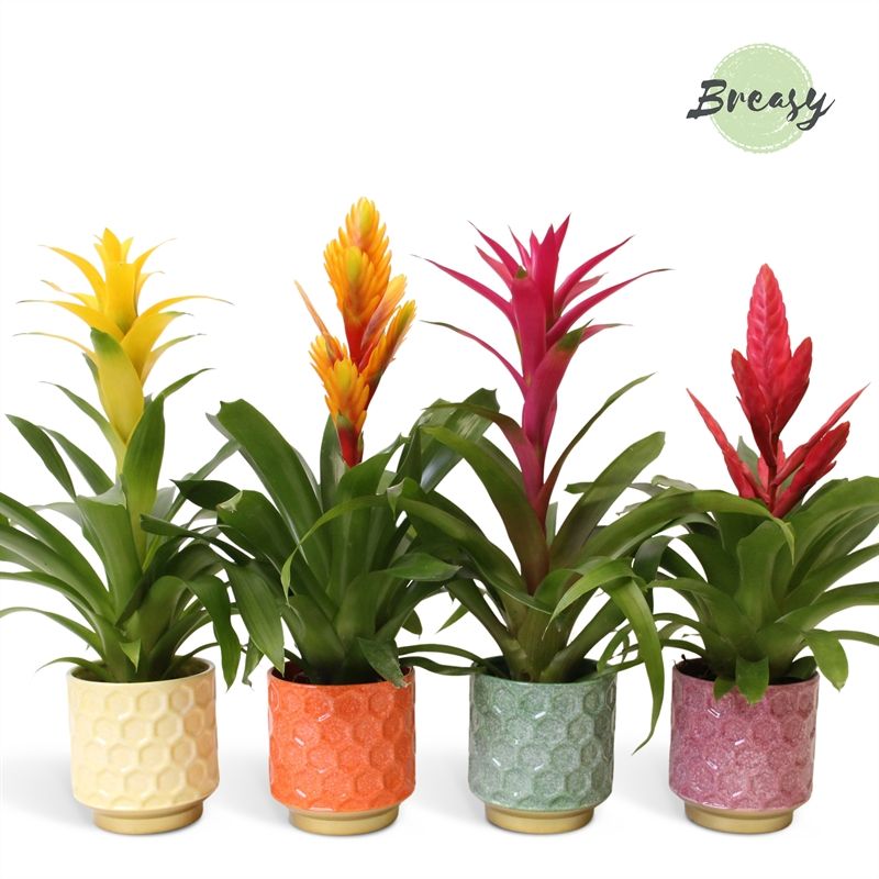 Bromelia Cupcake - 13cm in Havana | Mimesis, D 12