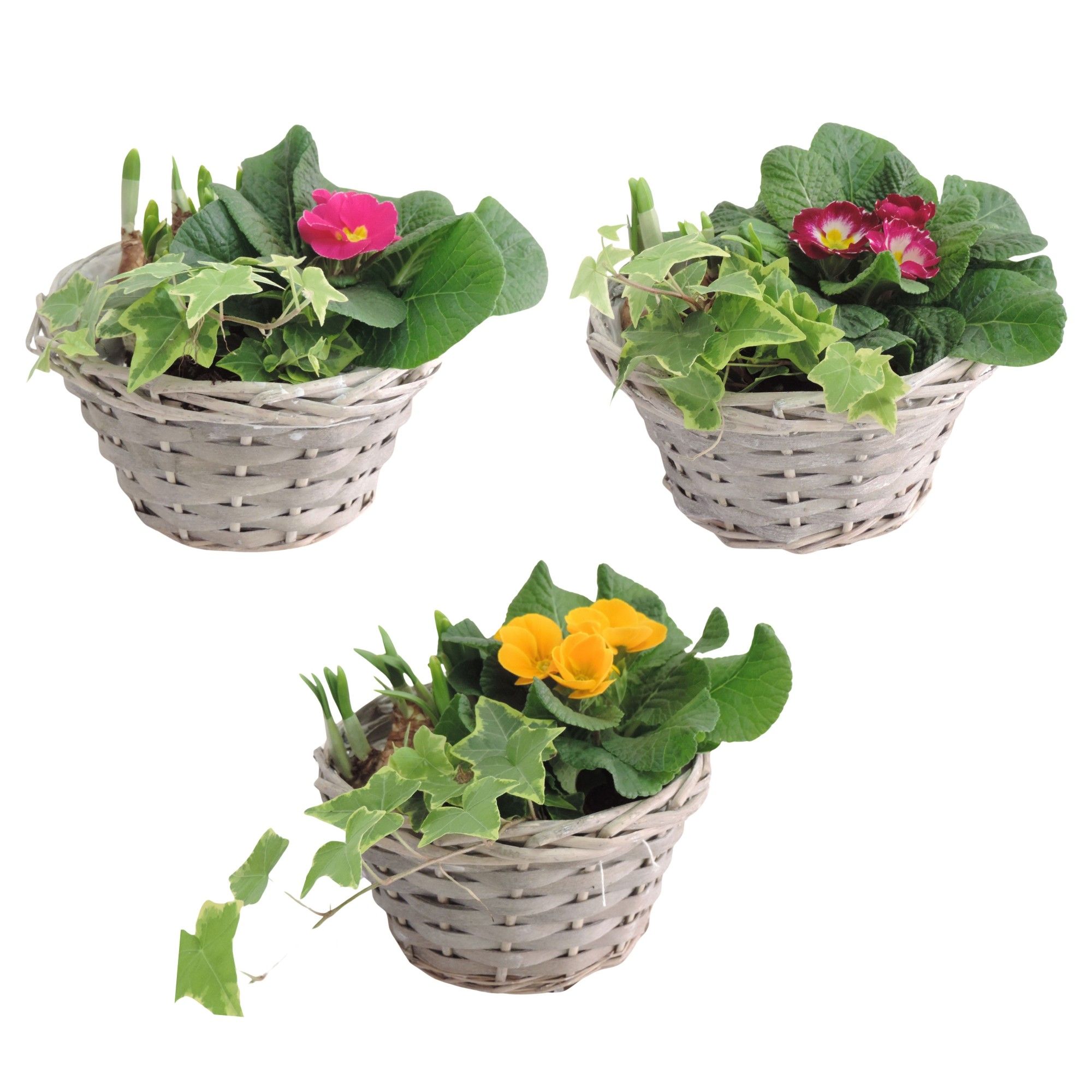 Arrangement Early Spring Specials Narcis in Schaal 19 cm, D 19