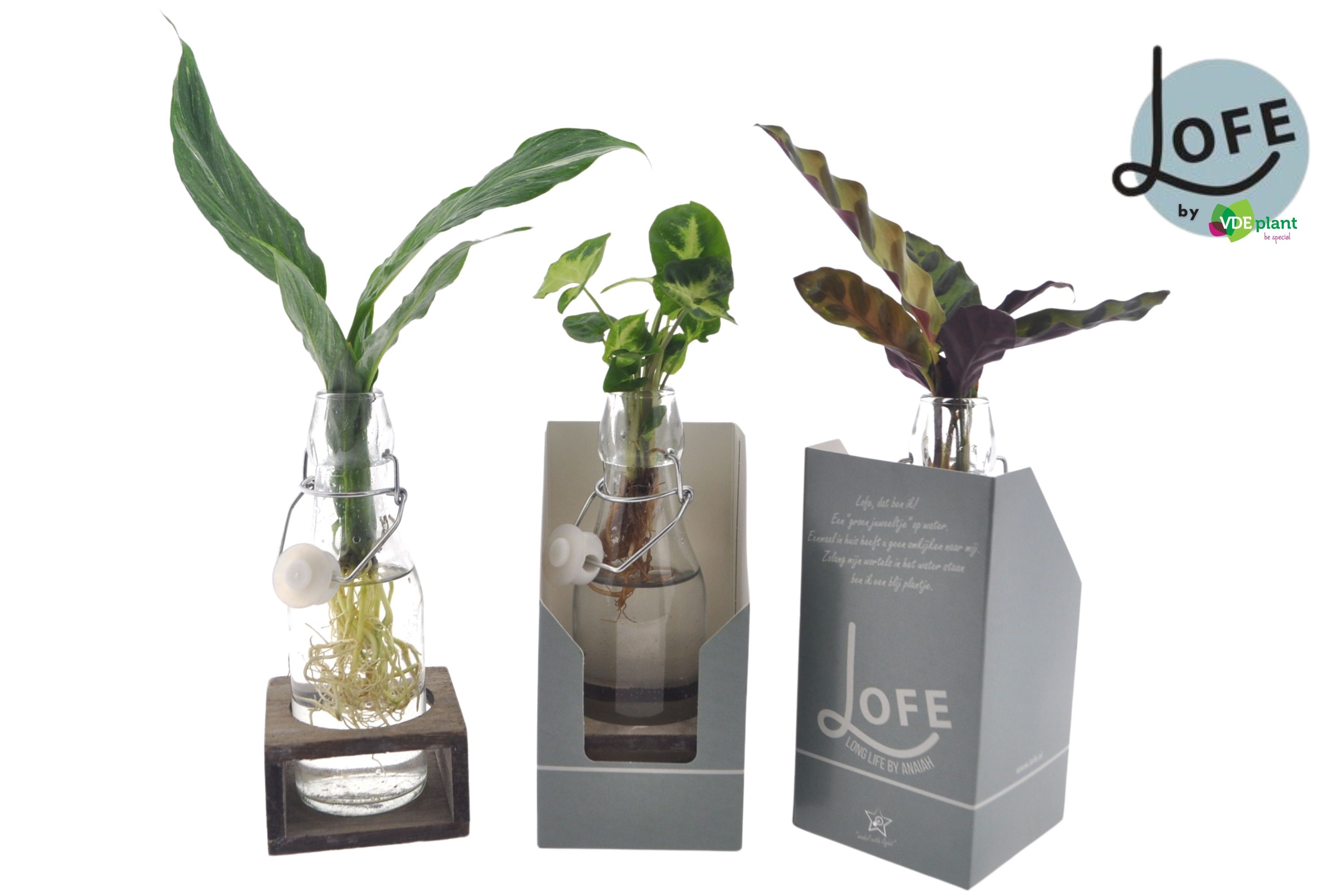 LOFE | Mix in Ann Glas (witte dop) + Naturel Single + verpakking, D 7