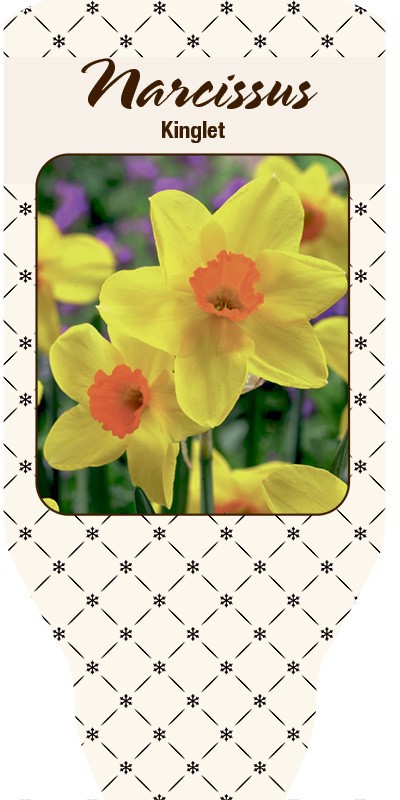 NARCISSUS INCOMPARABILIS 'Kinglet', D 11