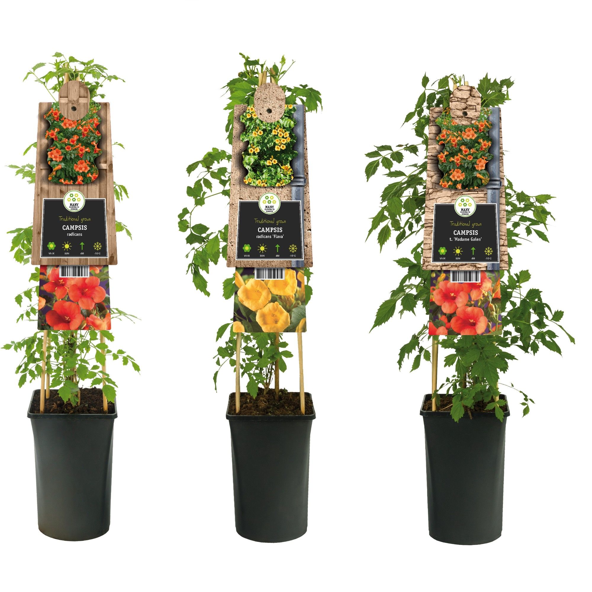 Mixtray Campsis +3.0 label, D 17