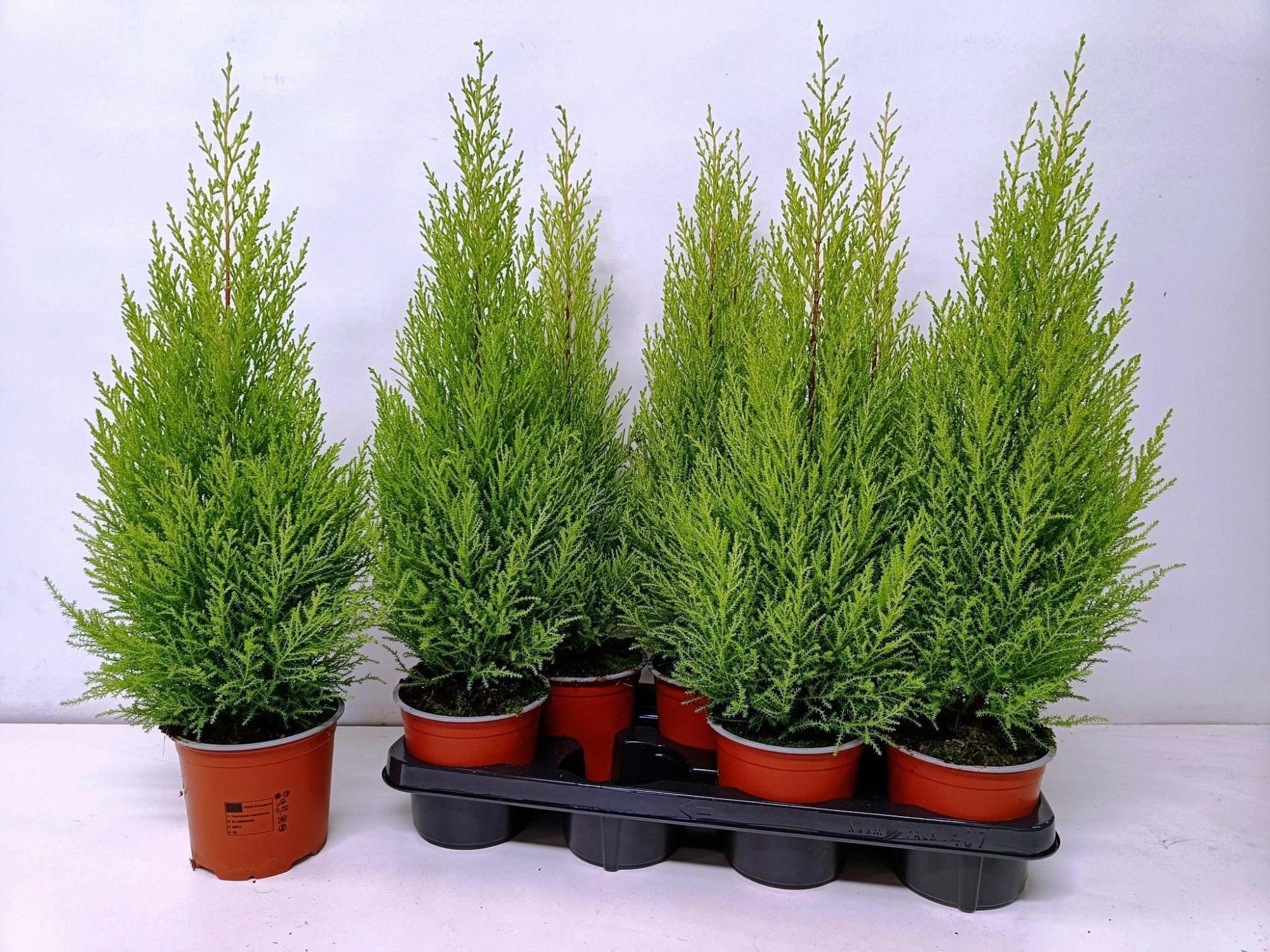 cupressus Goldcrest Wilma "p14 piramide", D 14