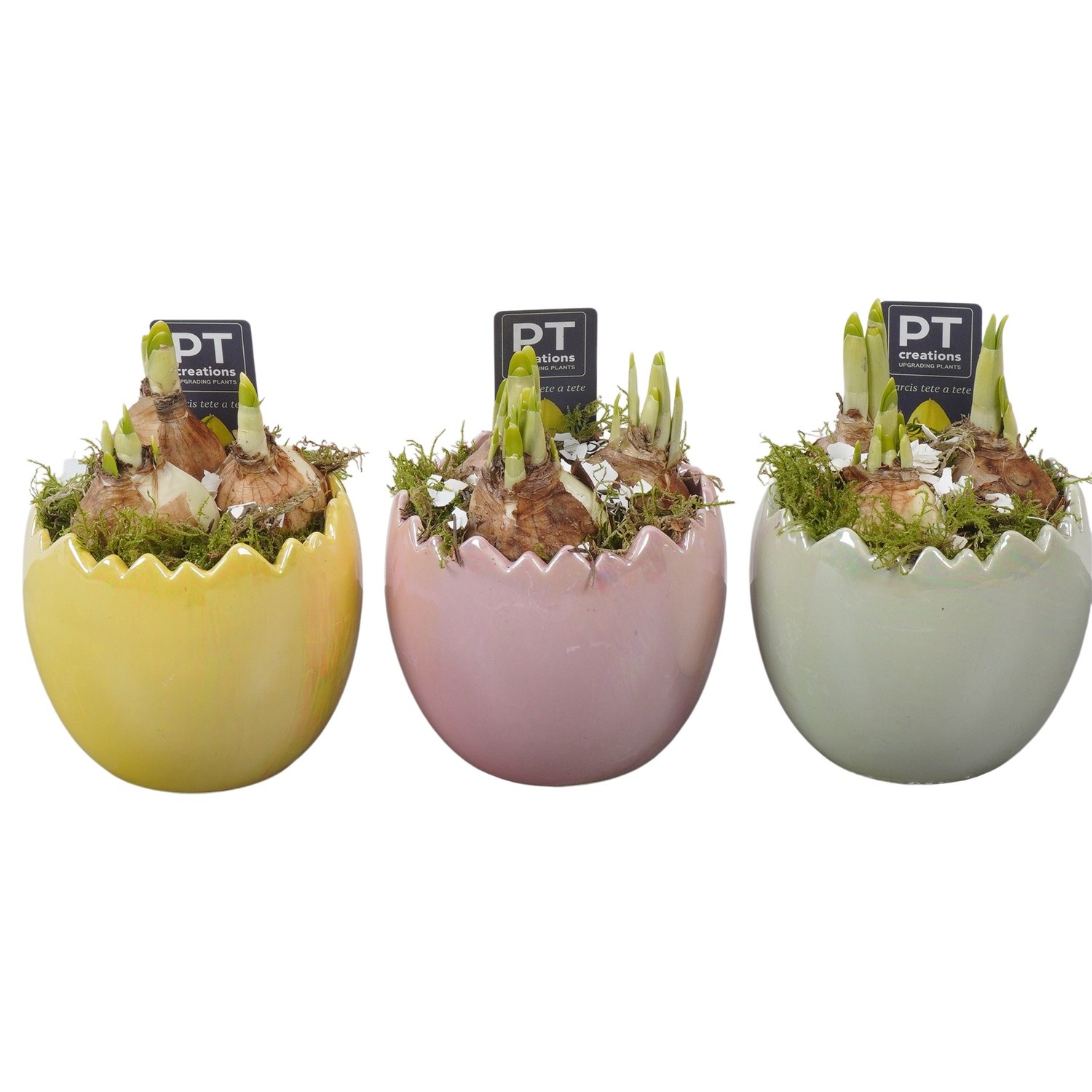 PTNP4490 Arrangement Narcissus Easter in keramiek ei, D 10