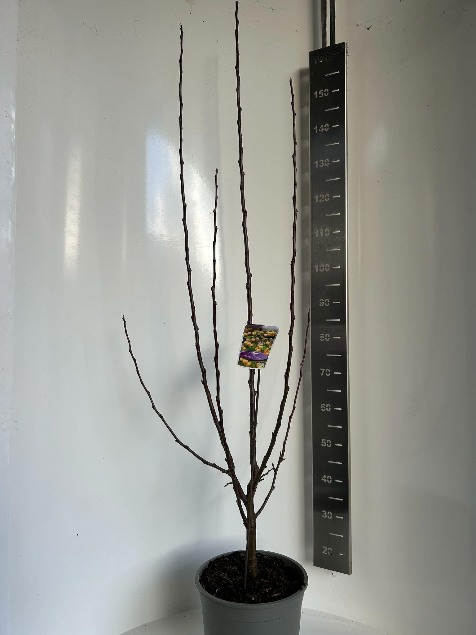 Malus 'Golden Hornet', D 29