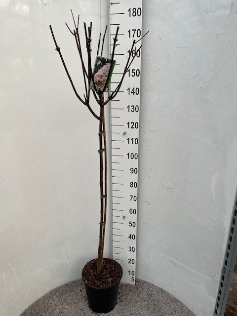 Hydrangea pan. Angels's Blush 110-120 stam P28 C10, D 28