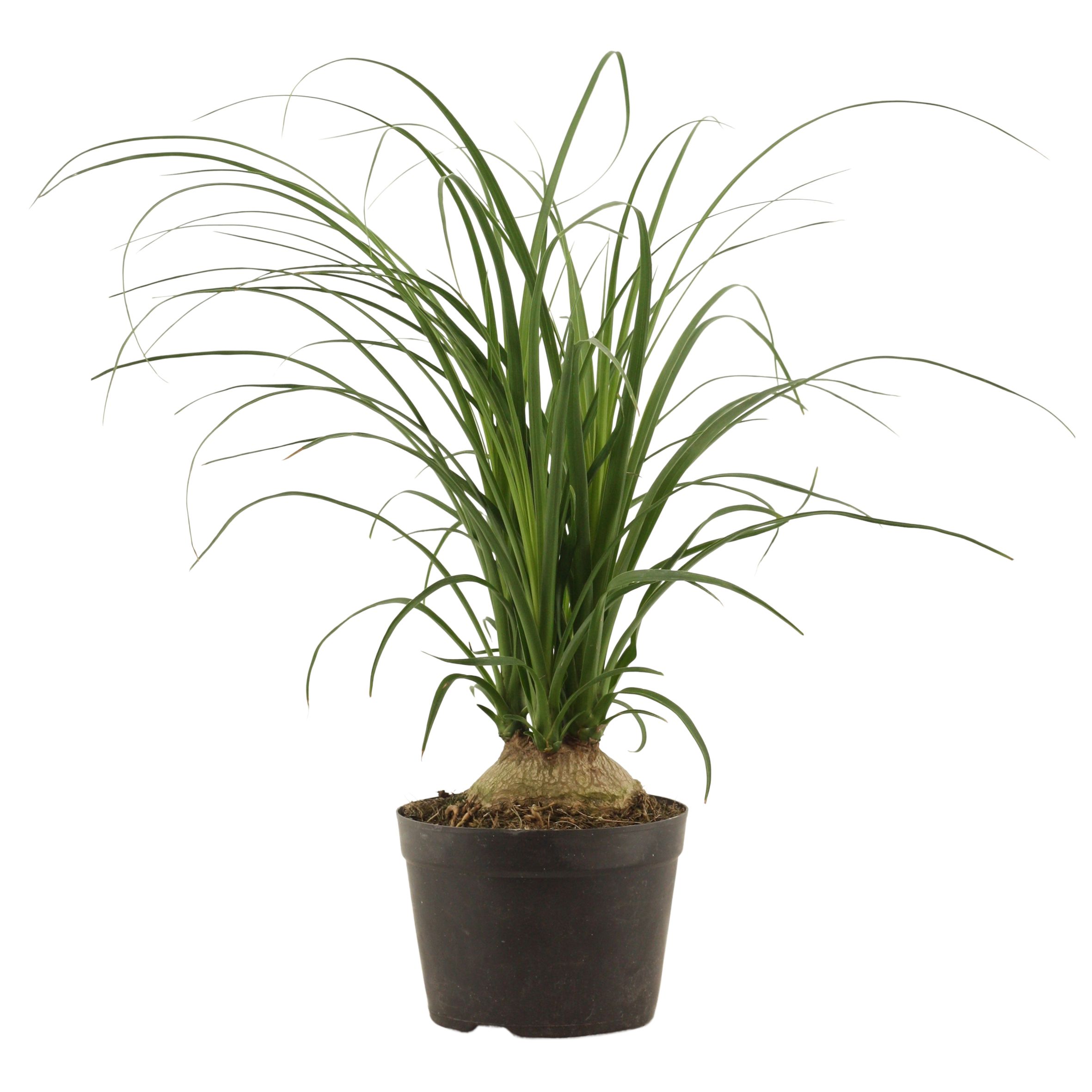 Beaucarnea Bol 14 cm, D 14