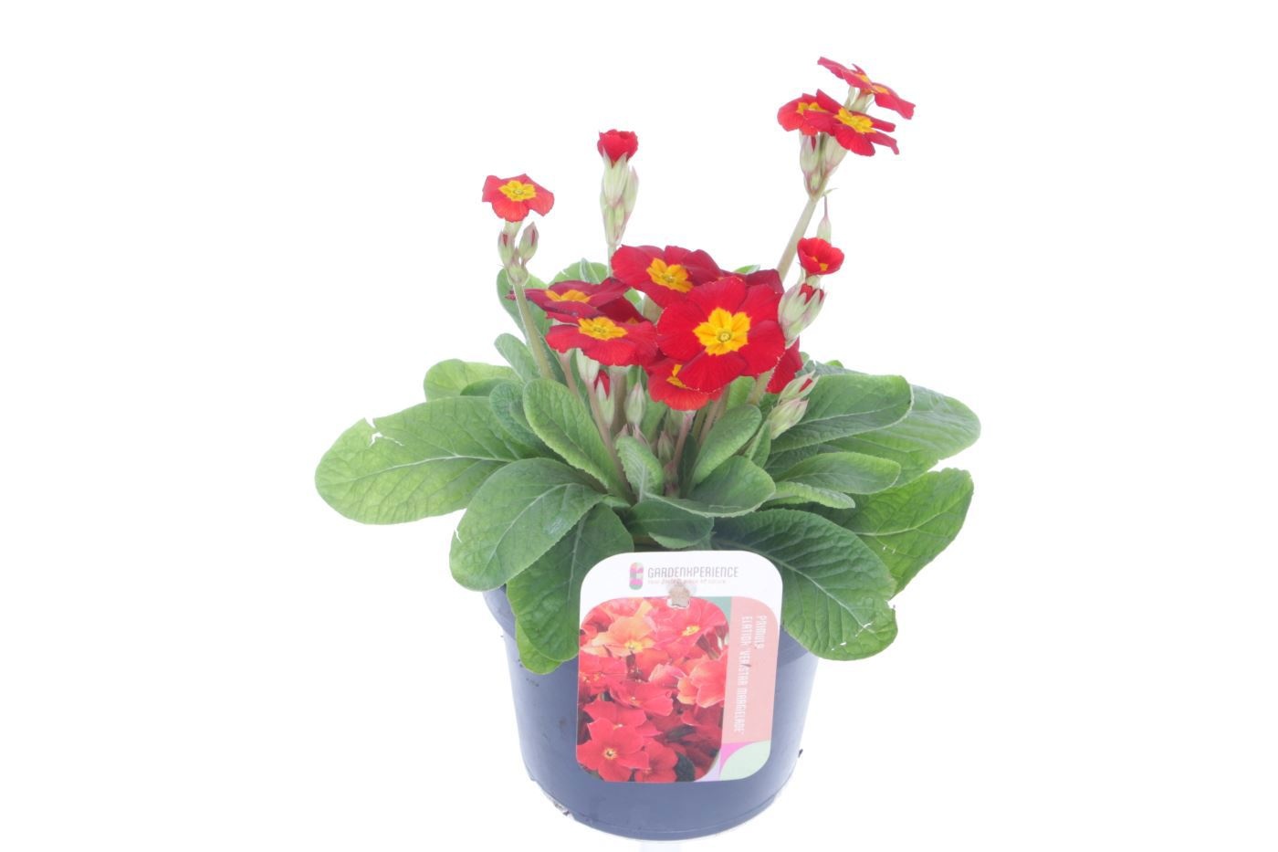 Primula elatior Late Marmelade, D 13