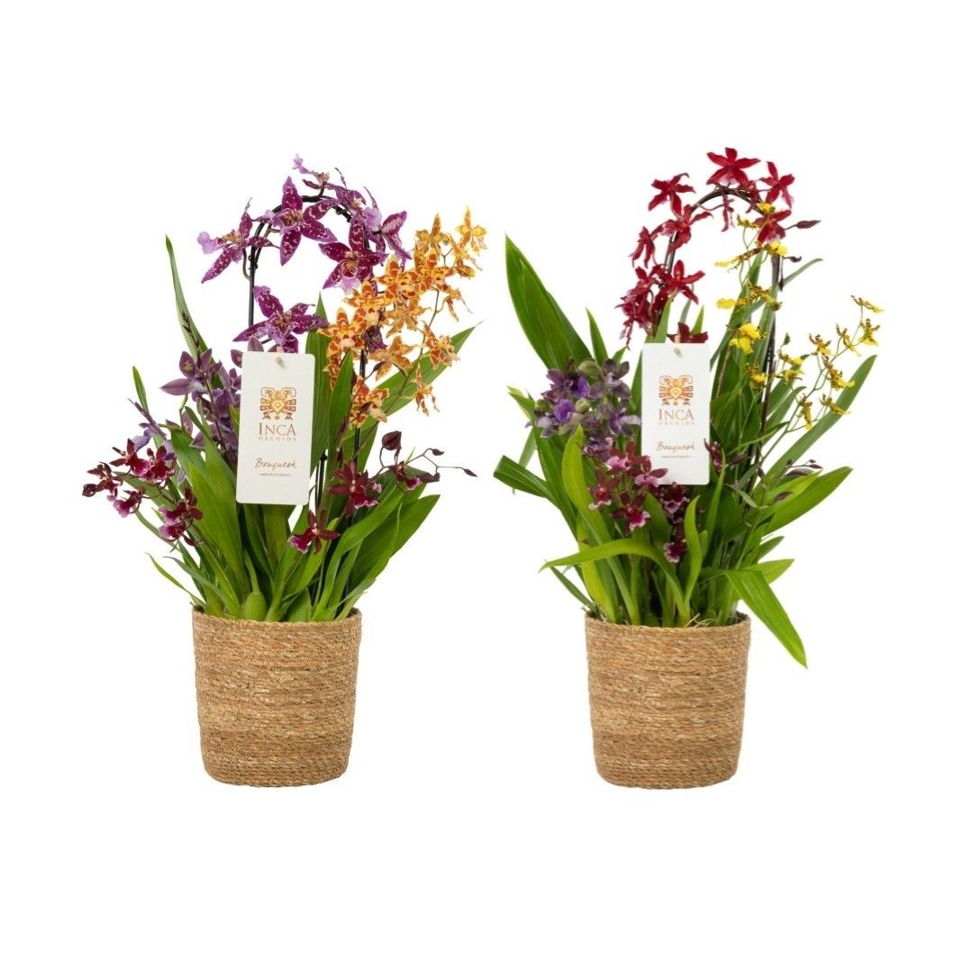 Inca Bouquesh Grand in luxury basket, D 17