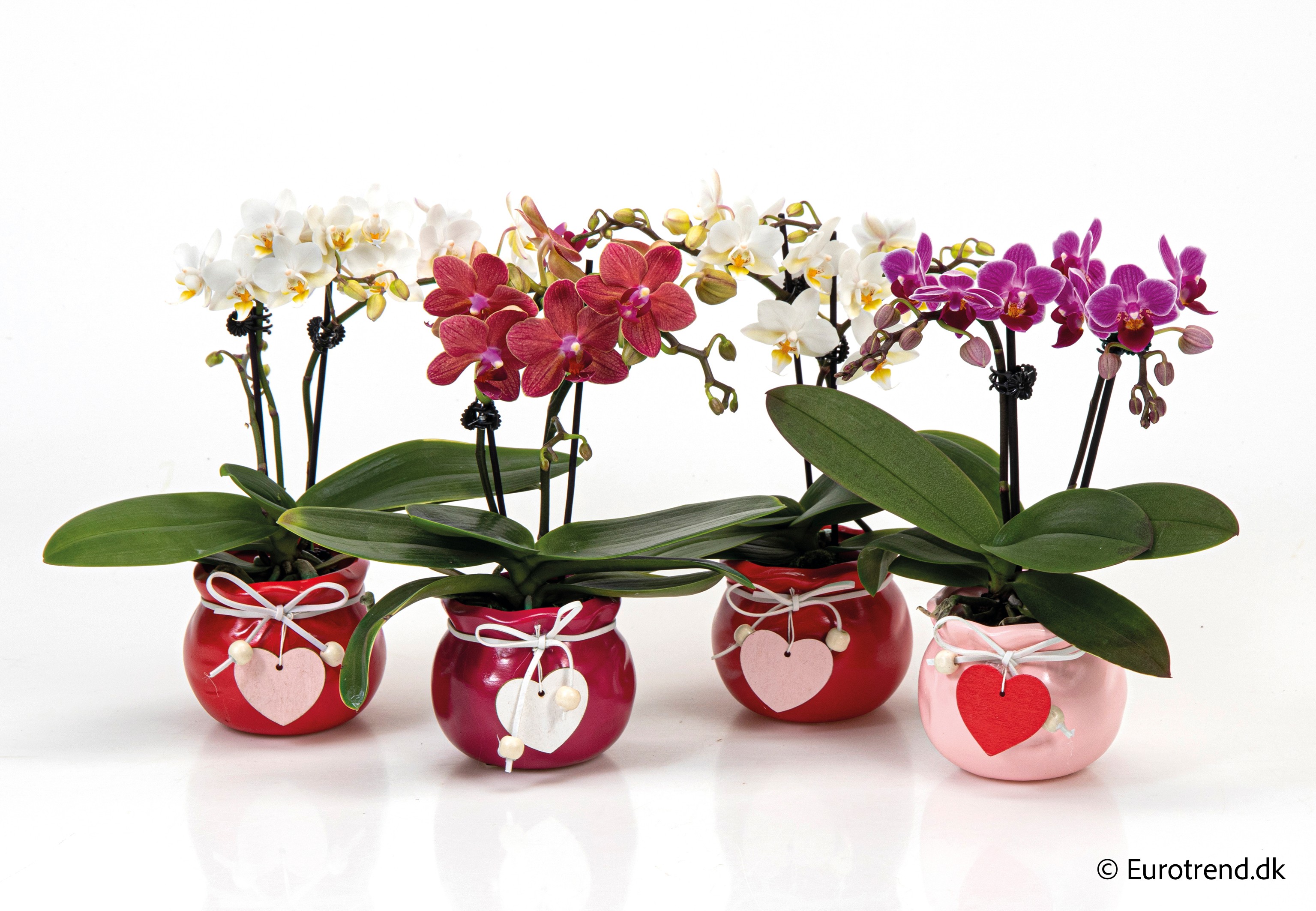 Phalaenopsis in Valentine ceramic 2026, D 6
