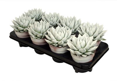 Miranda coloured white, D 12