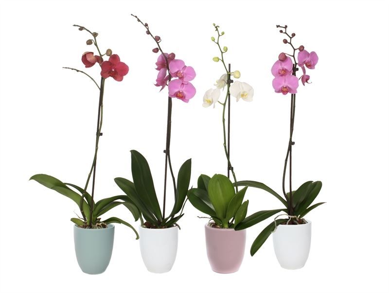 Hugo p12 mix hotel Phal mix 1T09+, D 12