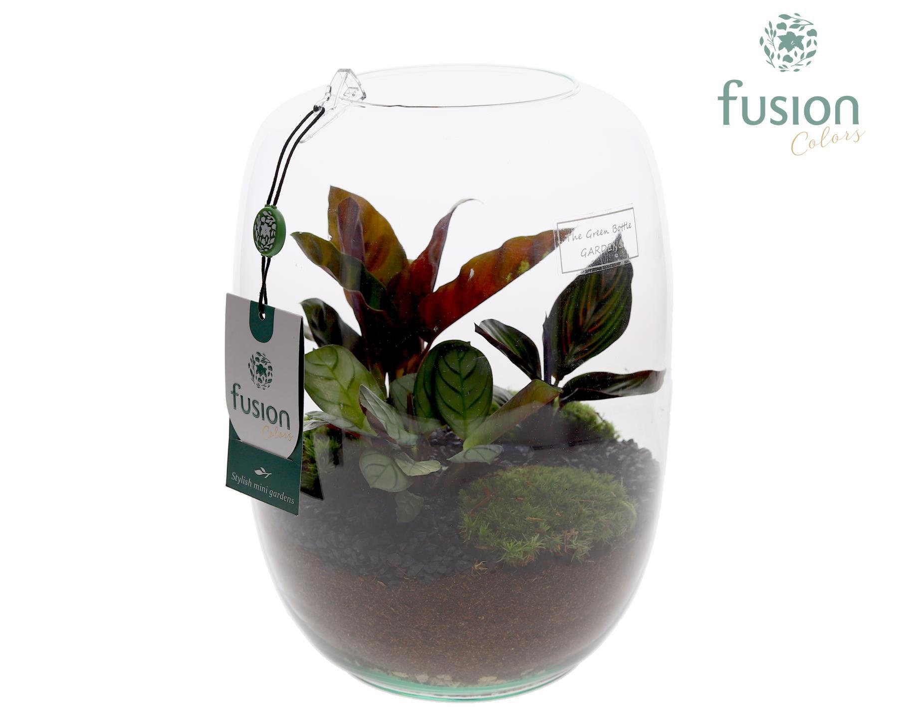 Green BottleIsabella Large met groene planten, D 19