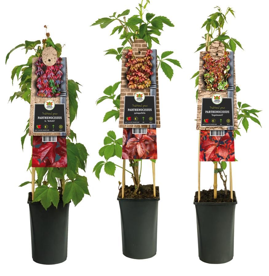 Mixtray Parthenocissus +3.0 label, D 17