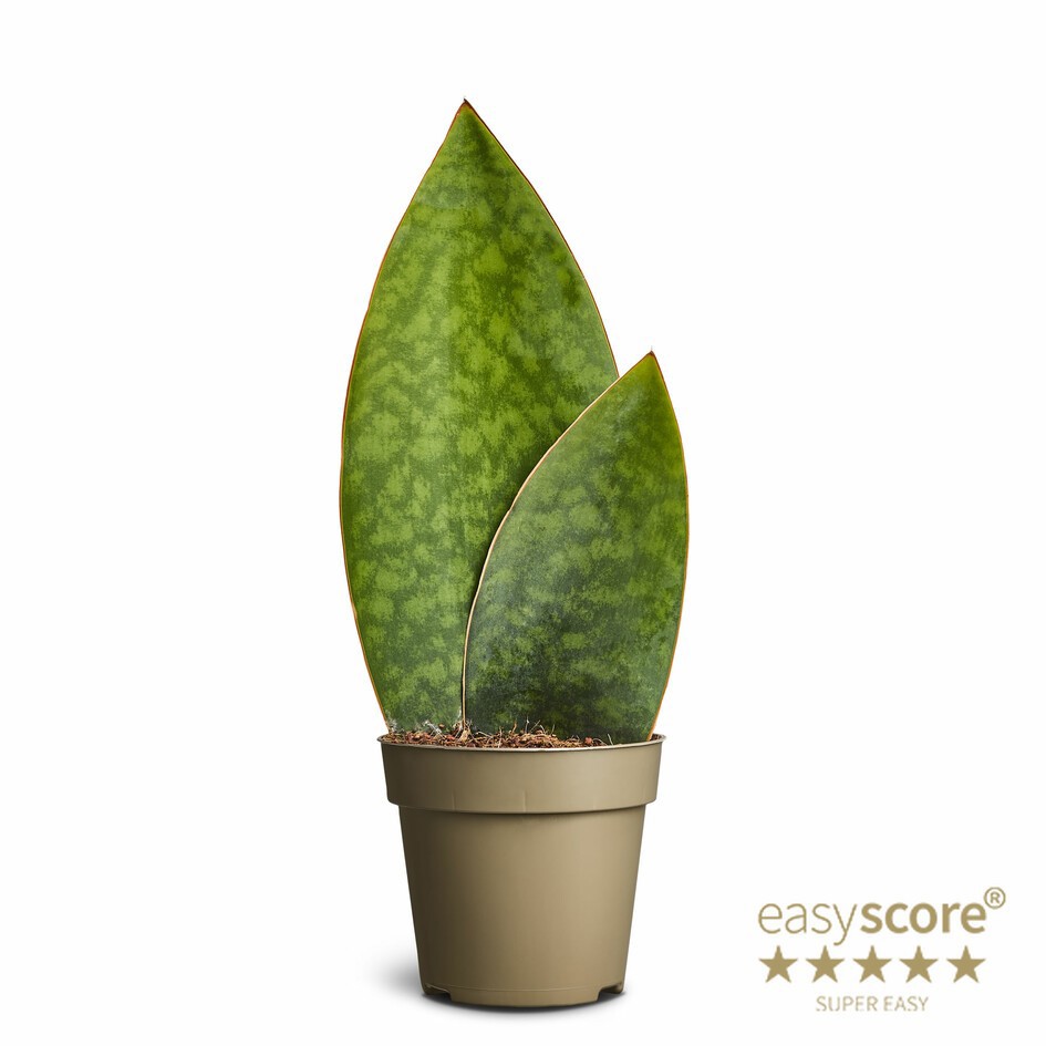 SANSEVIERIA TRIFASCIATA 'Masoniana', D 11