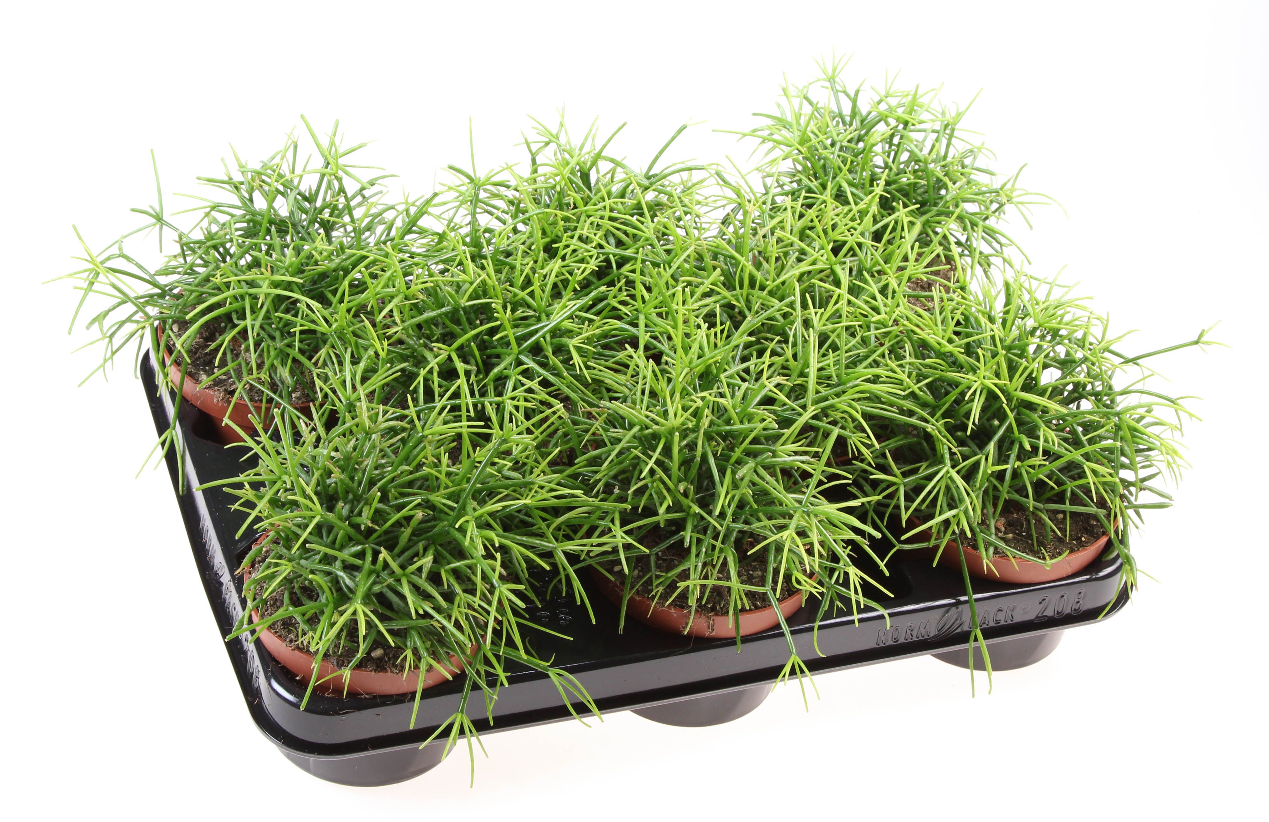 Rhipsalis cassutha oasis, D 10,5