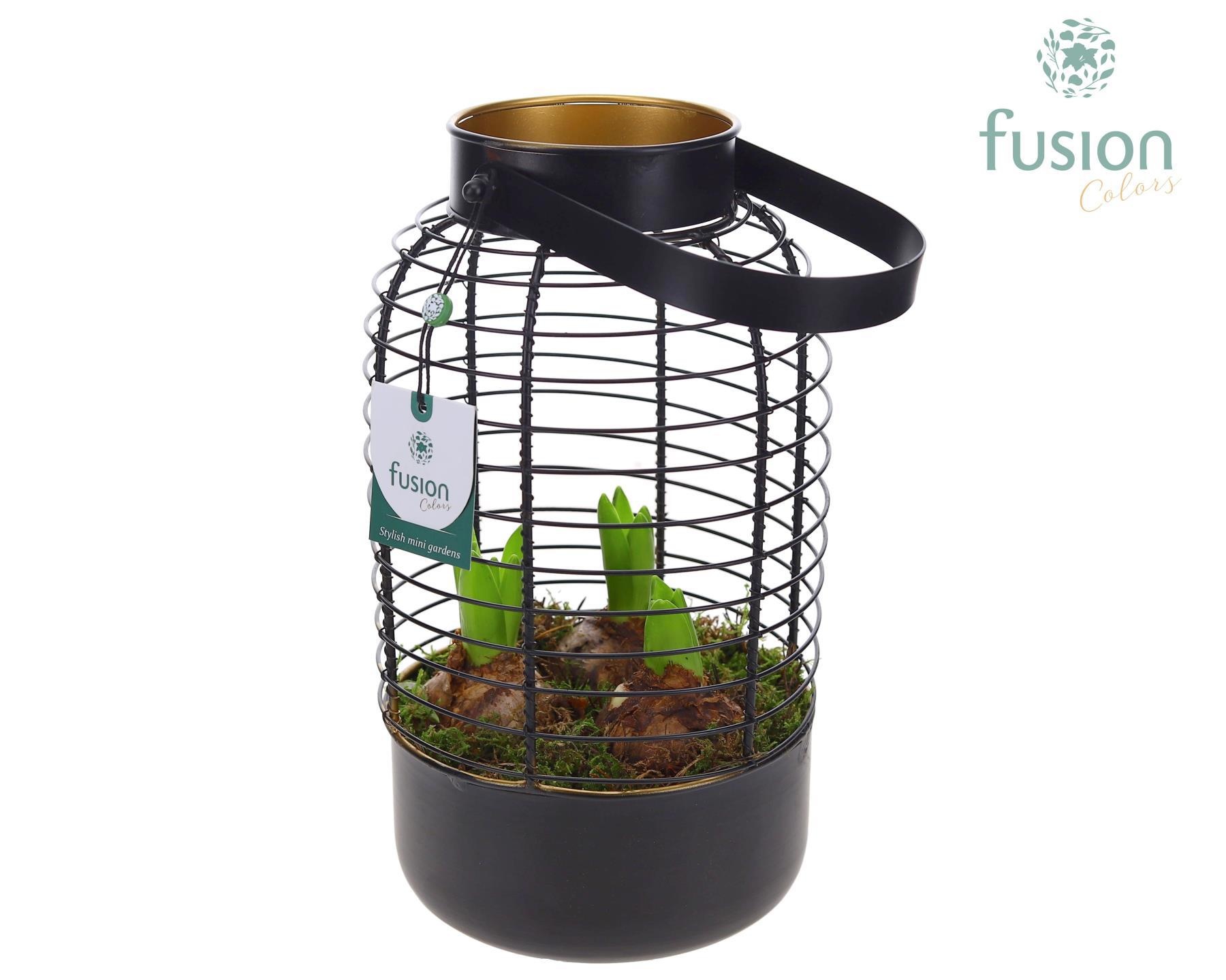 Lantaarn metaal met Hyacinthus, D 17