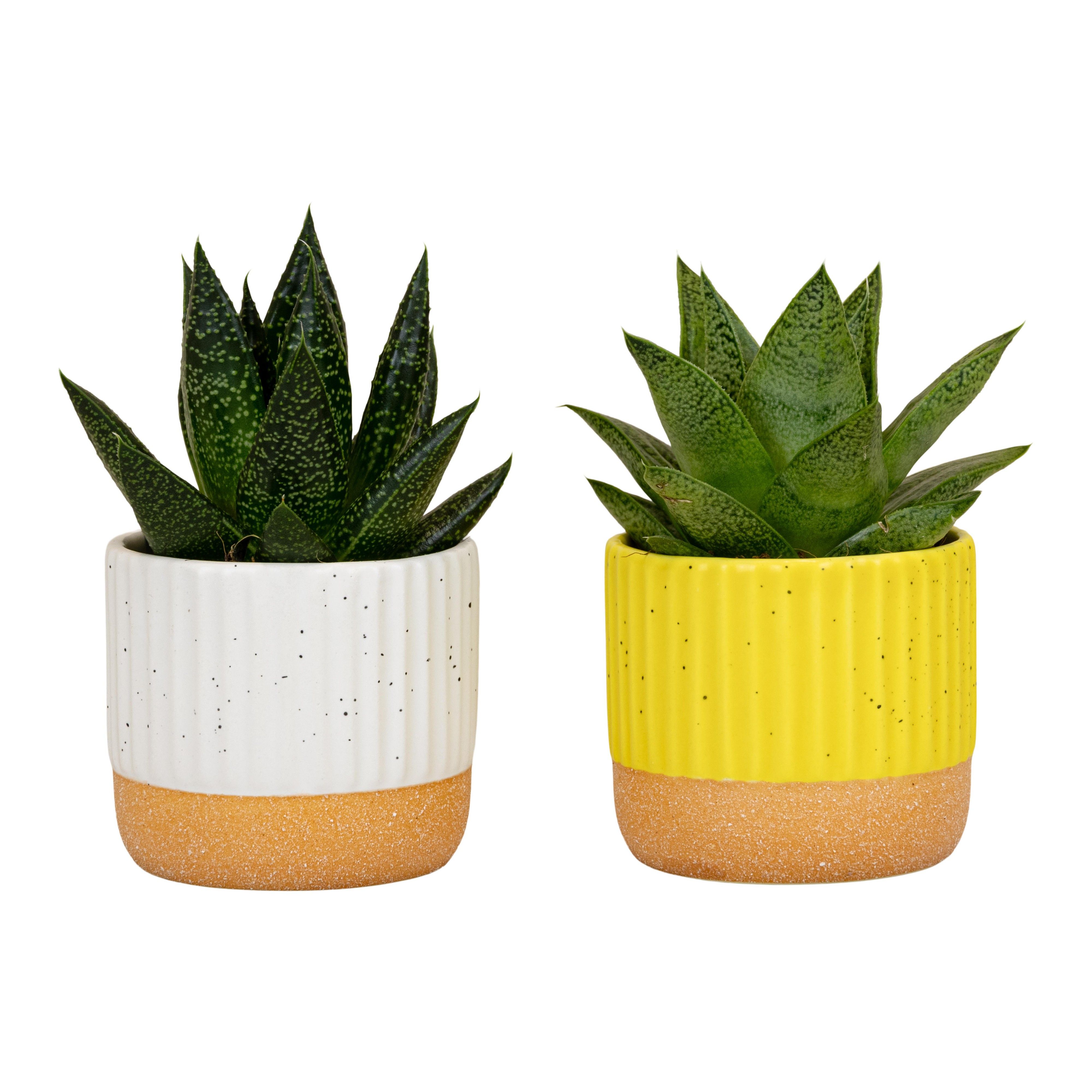 Sprinkles with Succulent mix, D 6