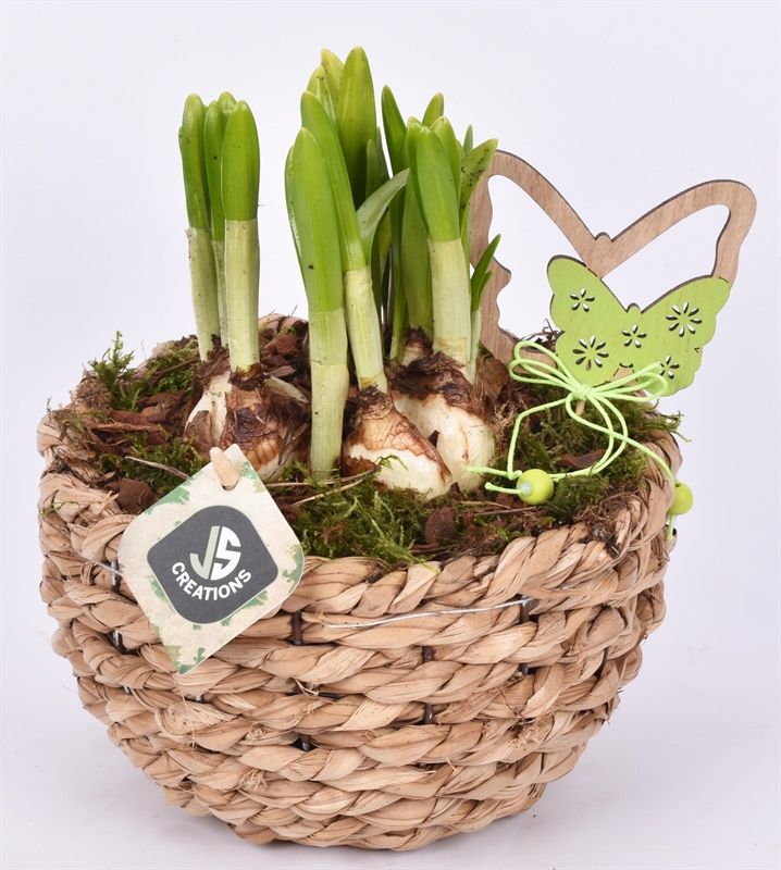 Mais mand 18cm, D 18