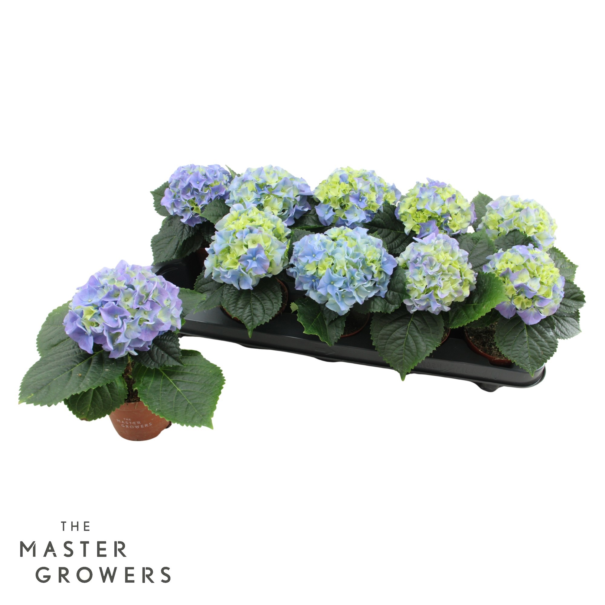 Hydrangea macr. 9cm Blauw 1 kopper, D 9
