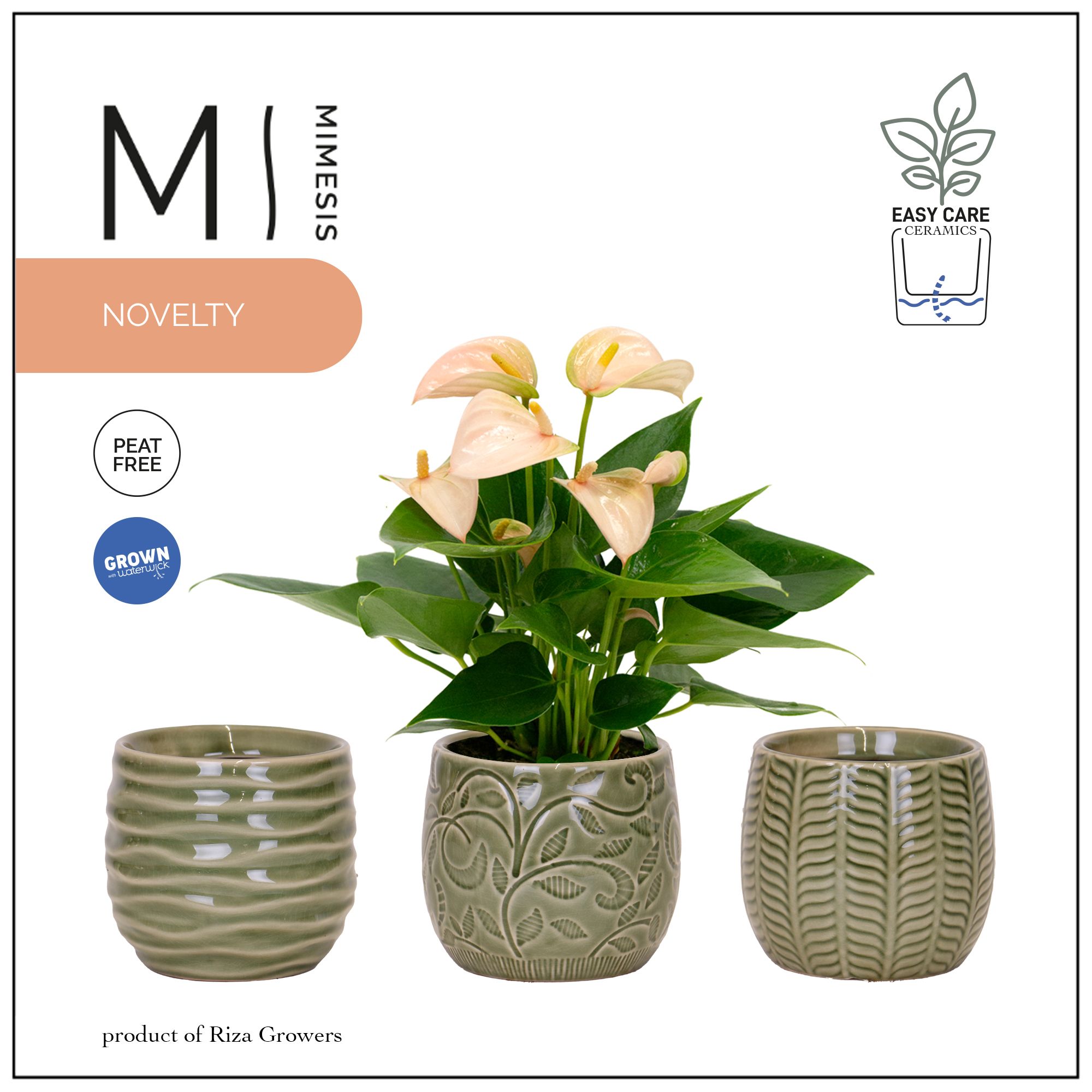 Mimesis Anthurium Joli Peach - 9 cm Madeira, D 9