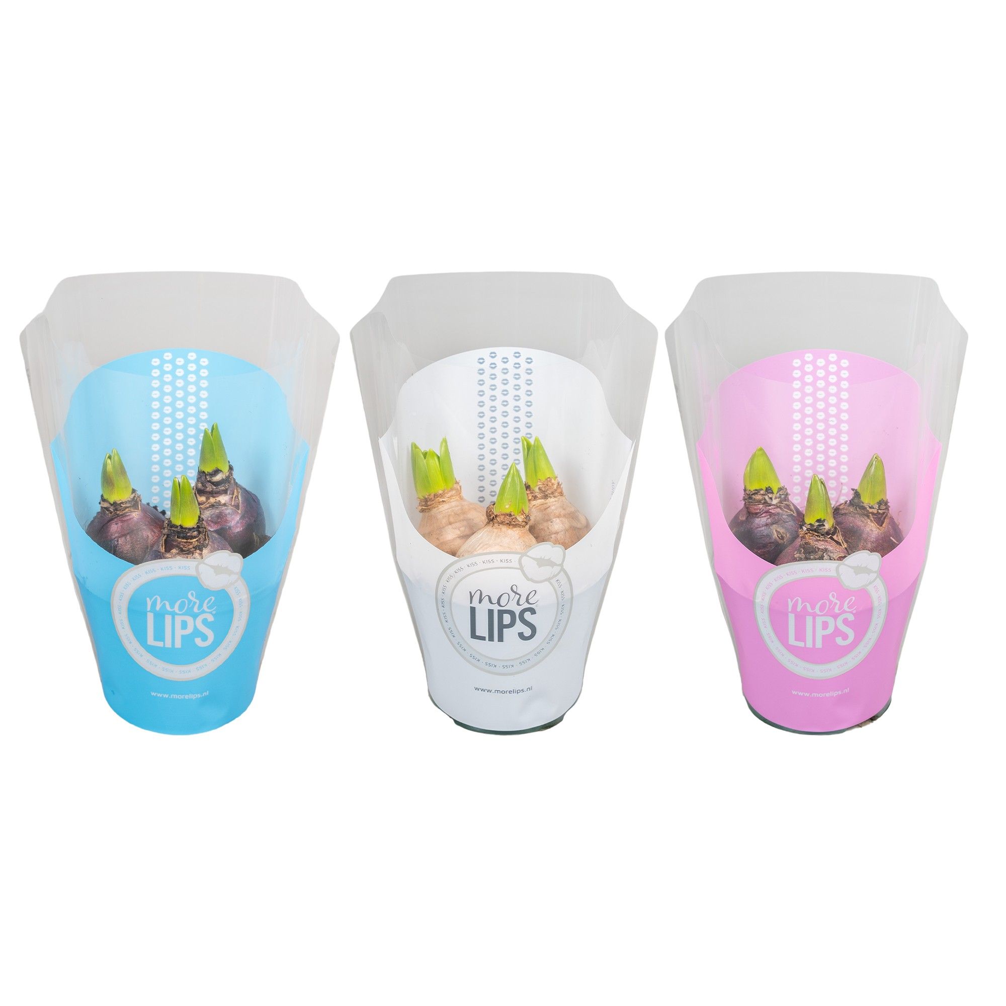 MoreLIPS® Hyacinthus gemengd in ShowHoes, D 10,5