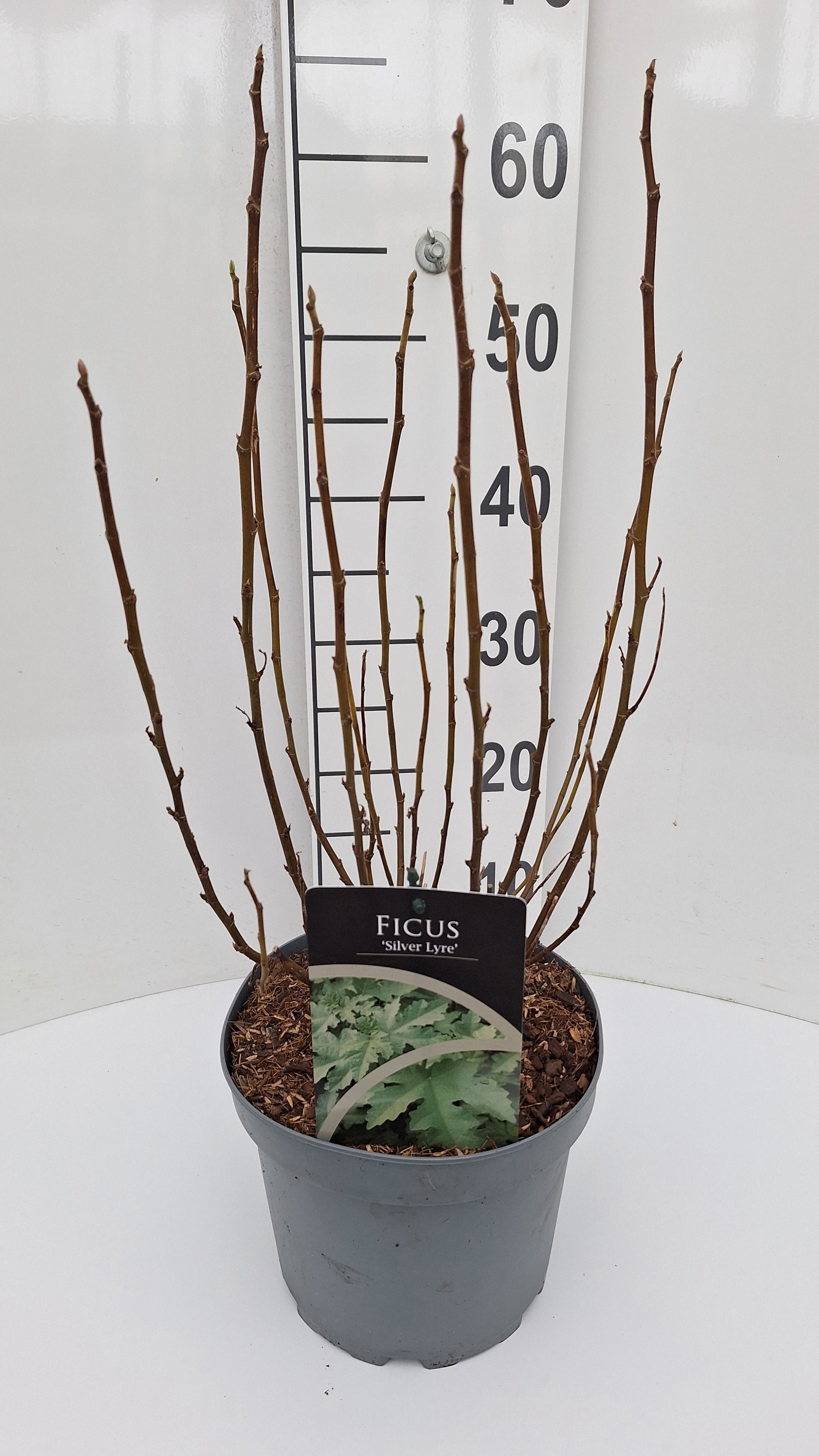 Ficus Silver Lyre, D 21