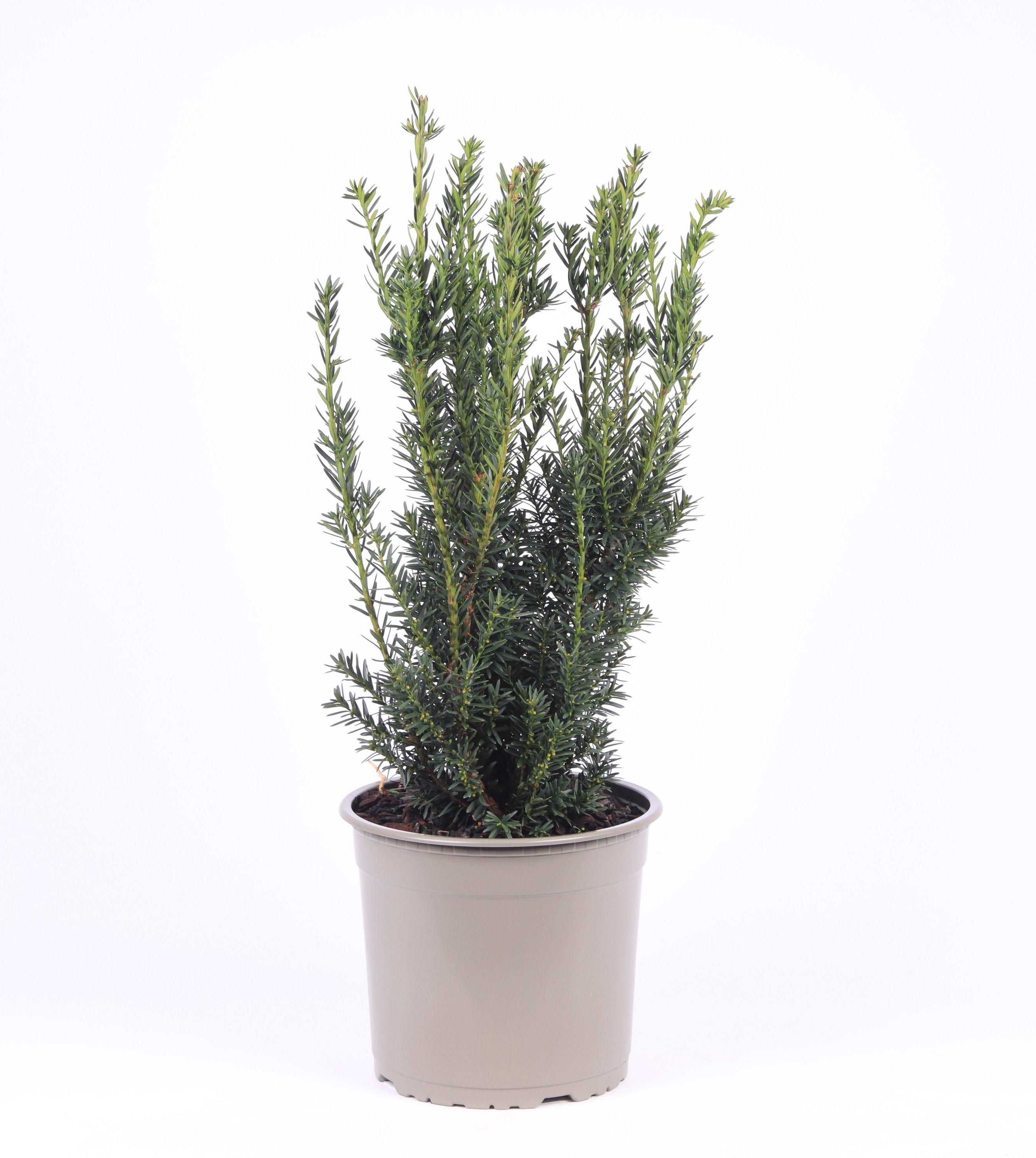 Taxus media 'Hillii', D 23