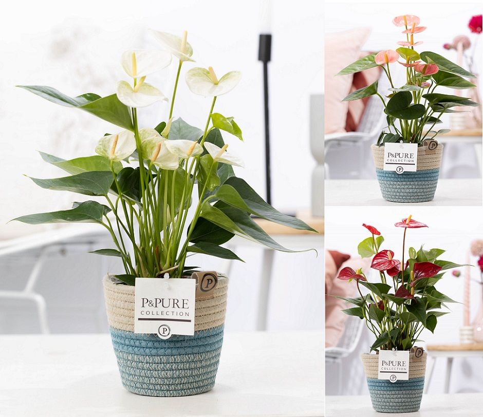 Anthurium mix in P&PURE Fashionpot Valerie, D 12