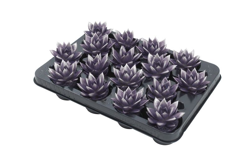 Miranda bicoloured dark purple/silver, D 6