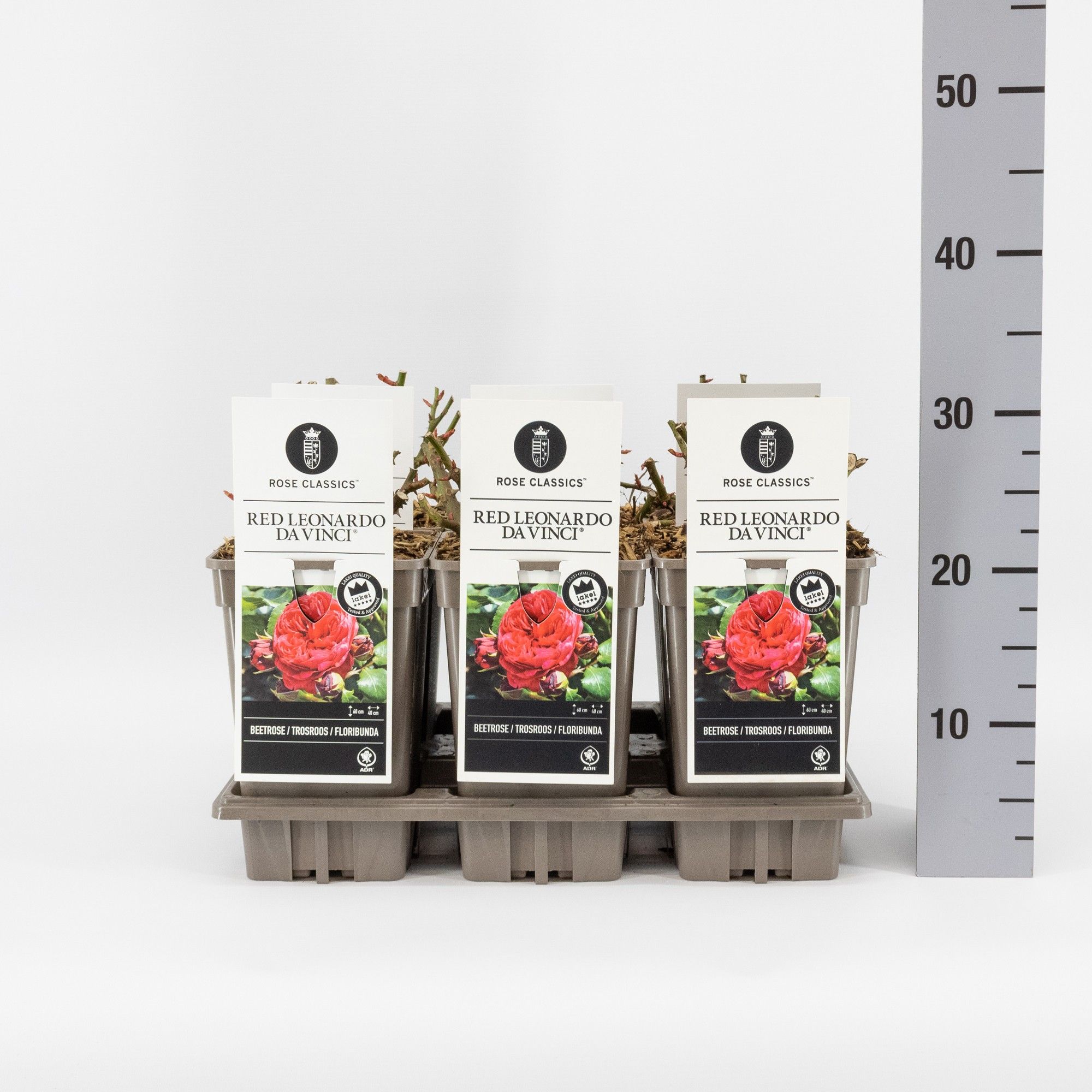 Rosa (F) Red Leonardo da Vinci ®, C3, D 17