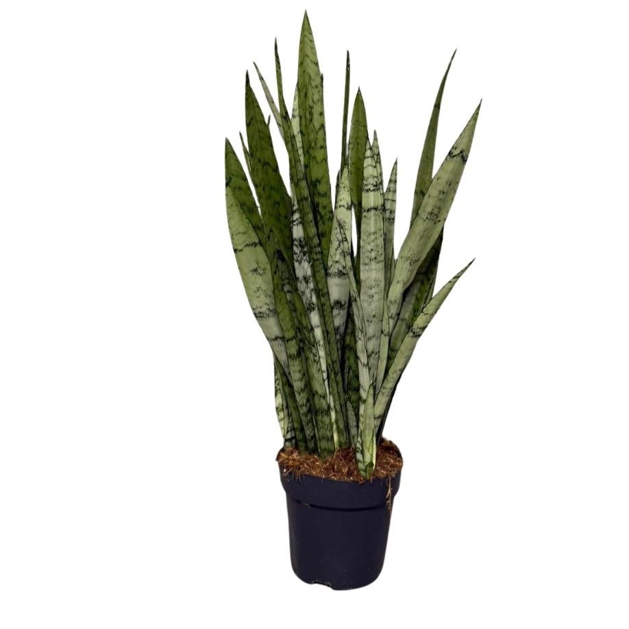 Sansevieria Silver Princes, D 14