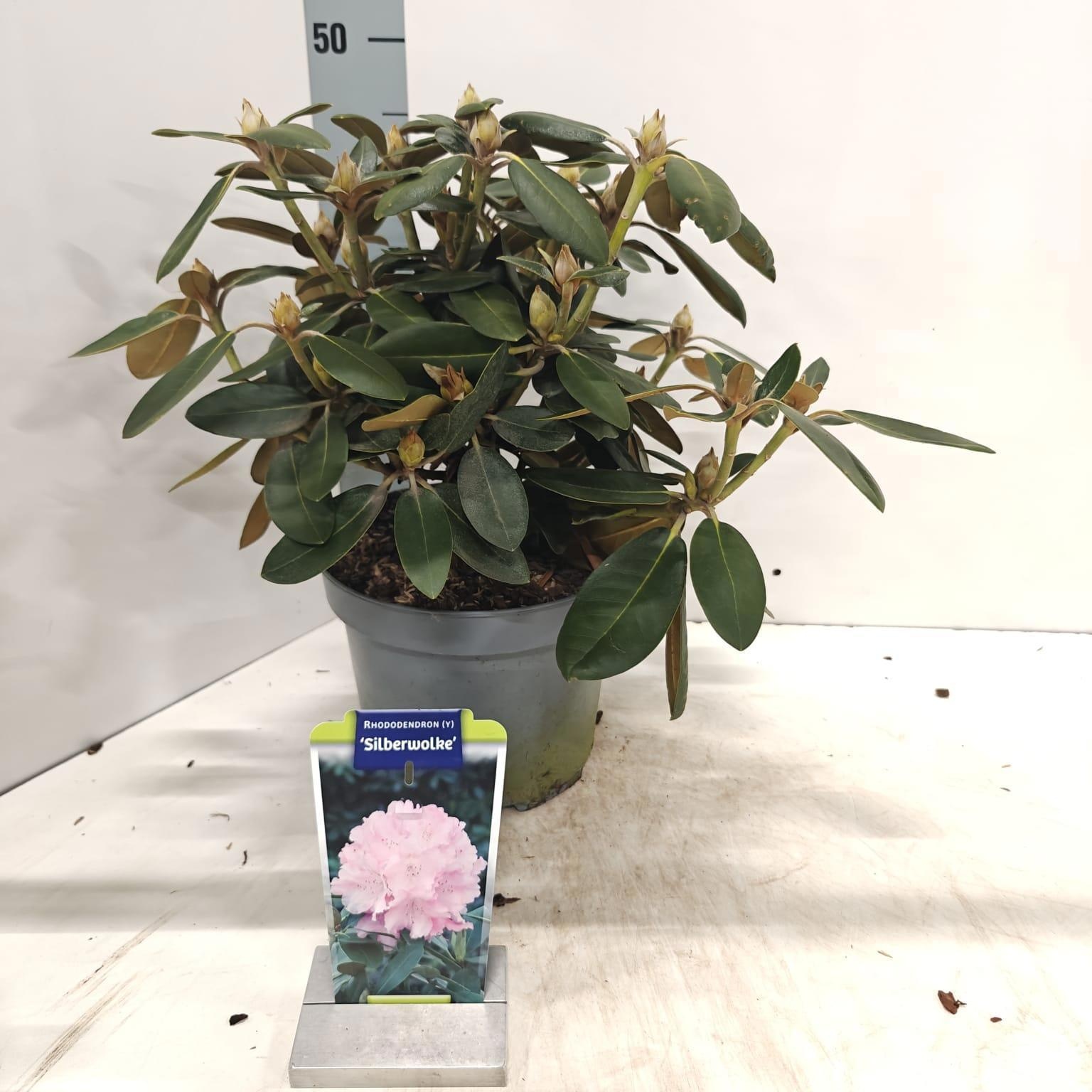 Rhododendron (Y) 'Silberwolke', D 23