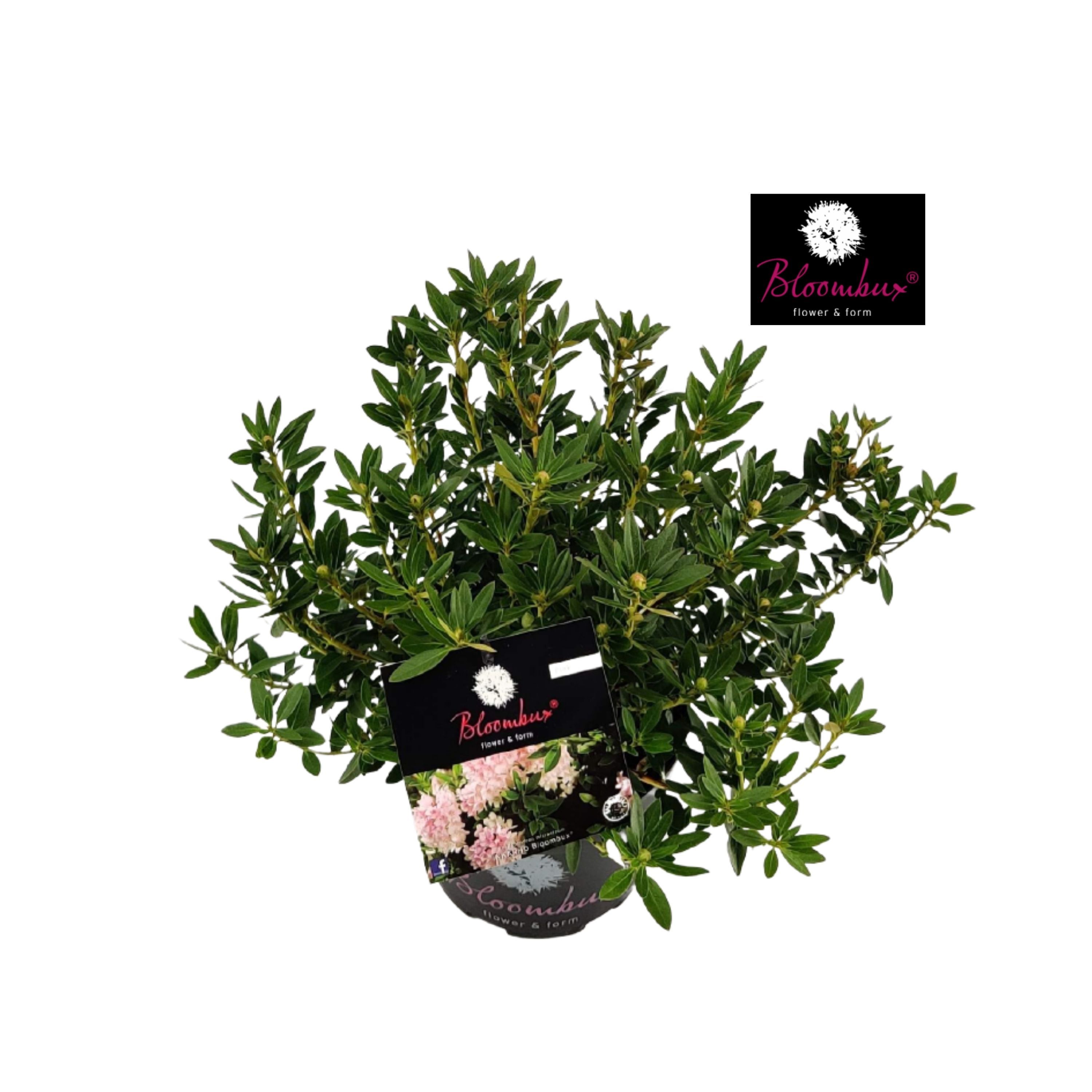 Rhododendron 20 - 30/2 liter 'Bloombux', D 17