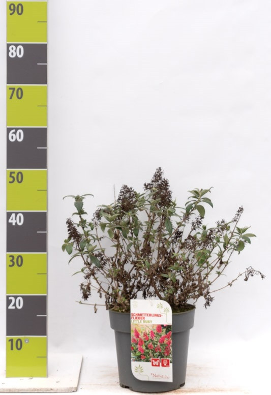 Buddleja 'Butterfly Candy Little Ruby' (R) C 4,6, D 23