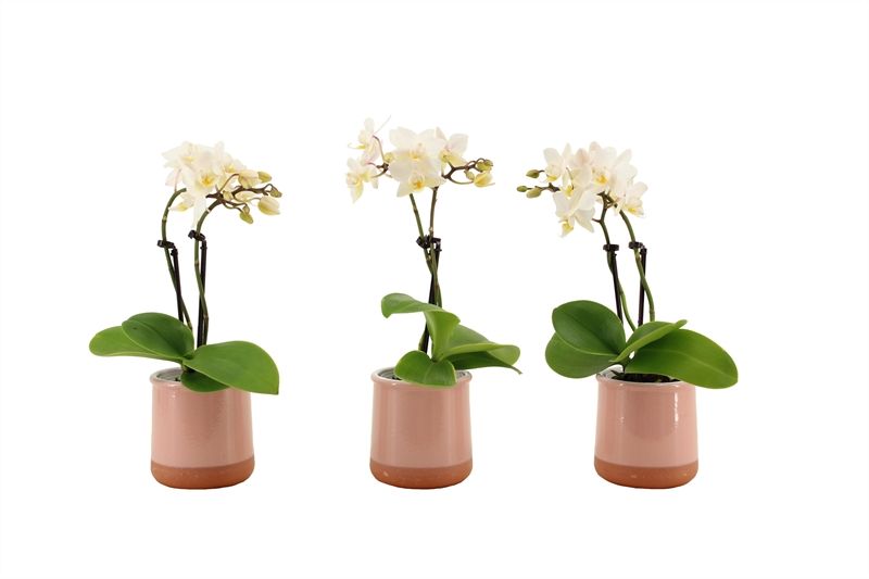 Valencia p06 pink Phal Tiny Dolls white 2T12+ Aqu@, D 6