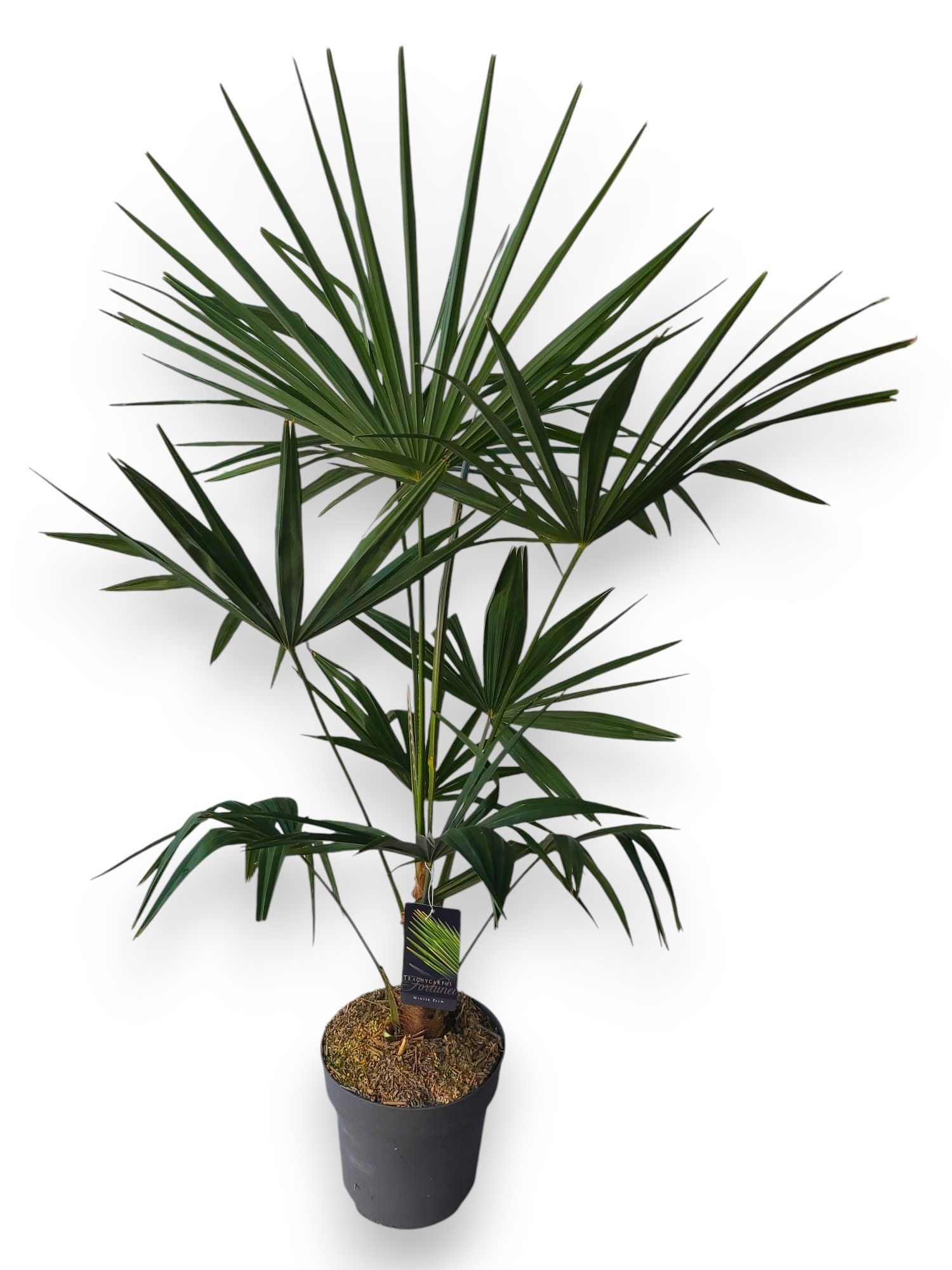 Trachycarpus Fortunei - Winterpalm C10/P27, D 27