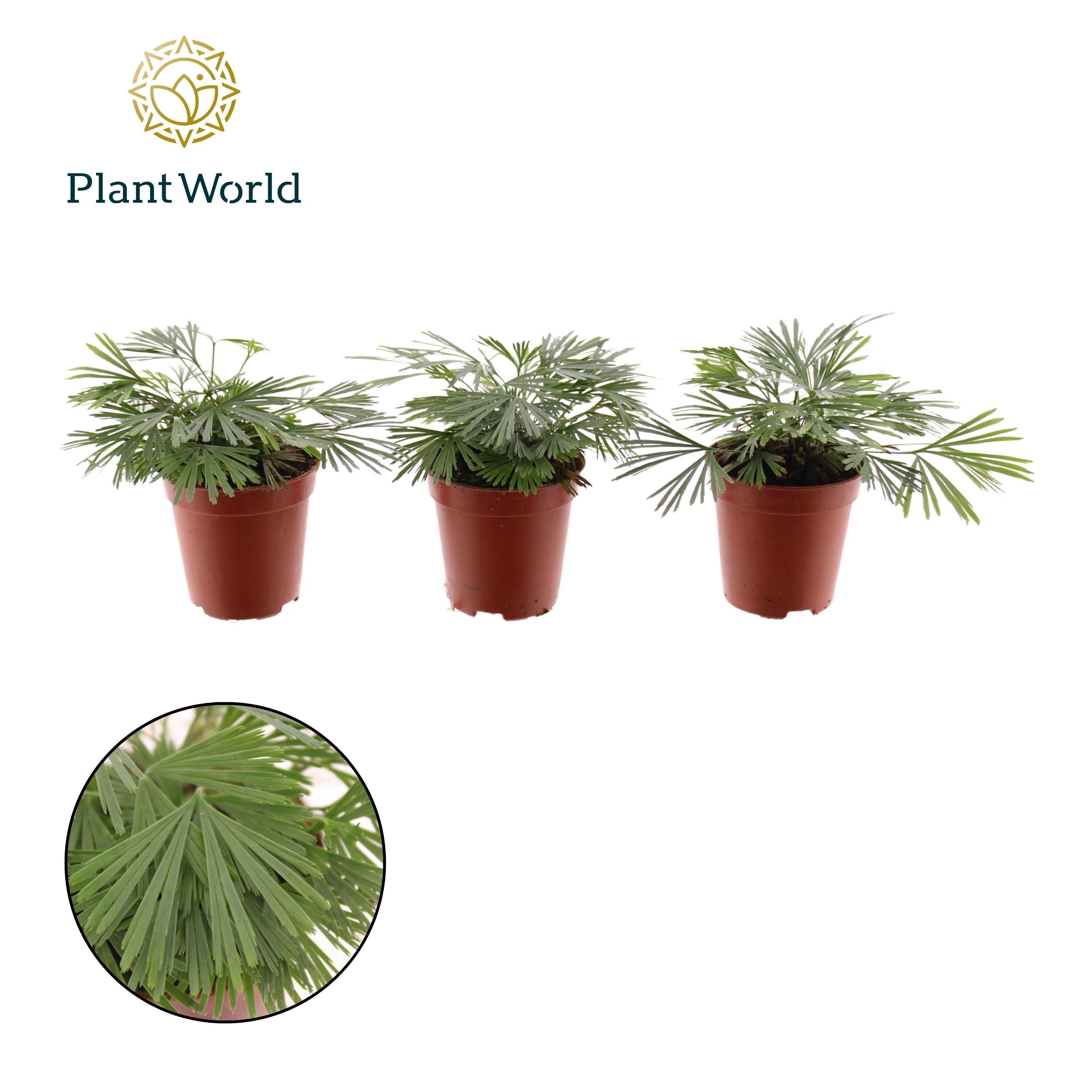 Tiny Actiniopteris australis, D 5,5