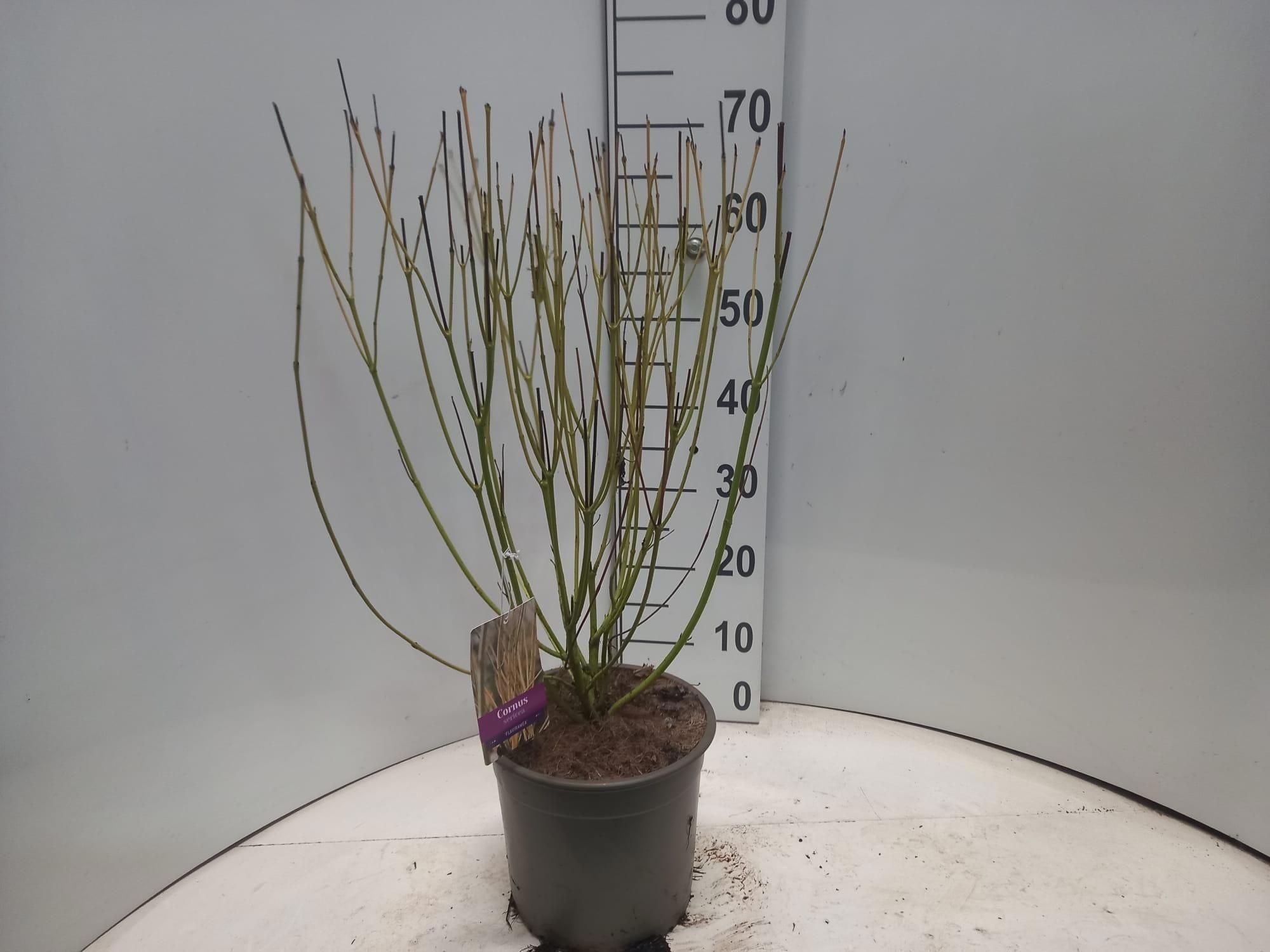 Cornus sericea 'Flaviramea', D 23