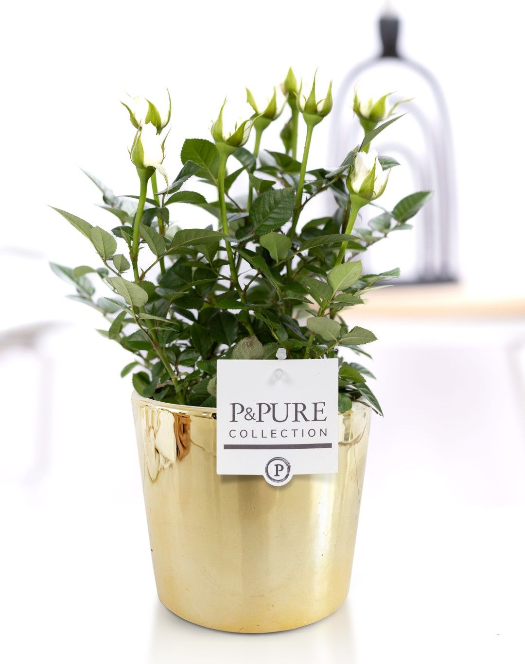 Rosa white in P&PURE Laryssa ceramics shiny gold, D 12