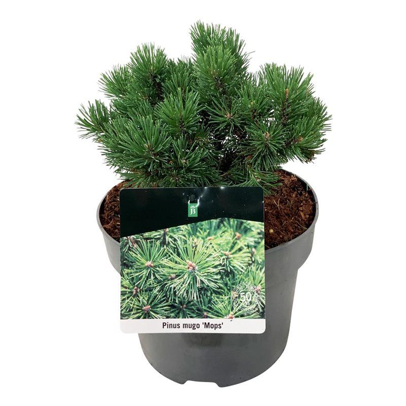 Pinus mugo 'Mops', D 21